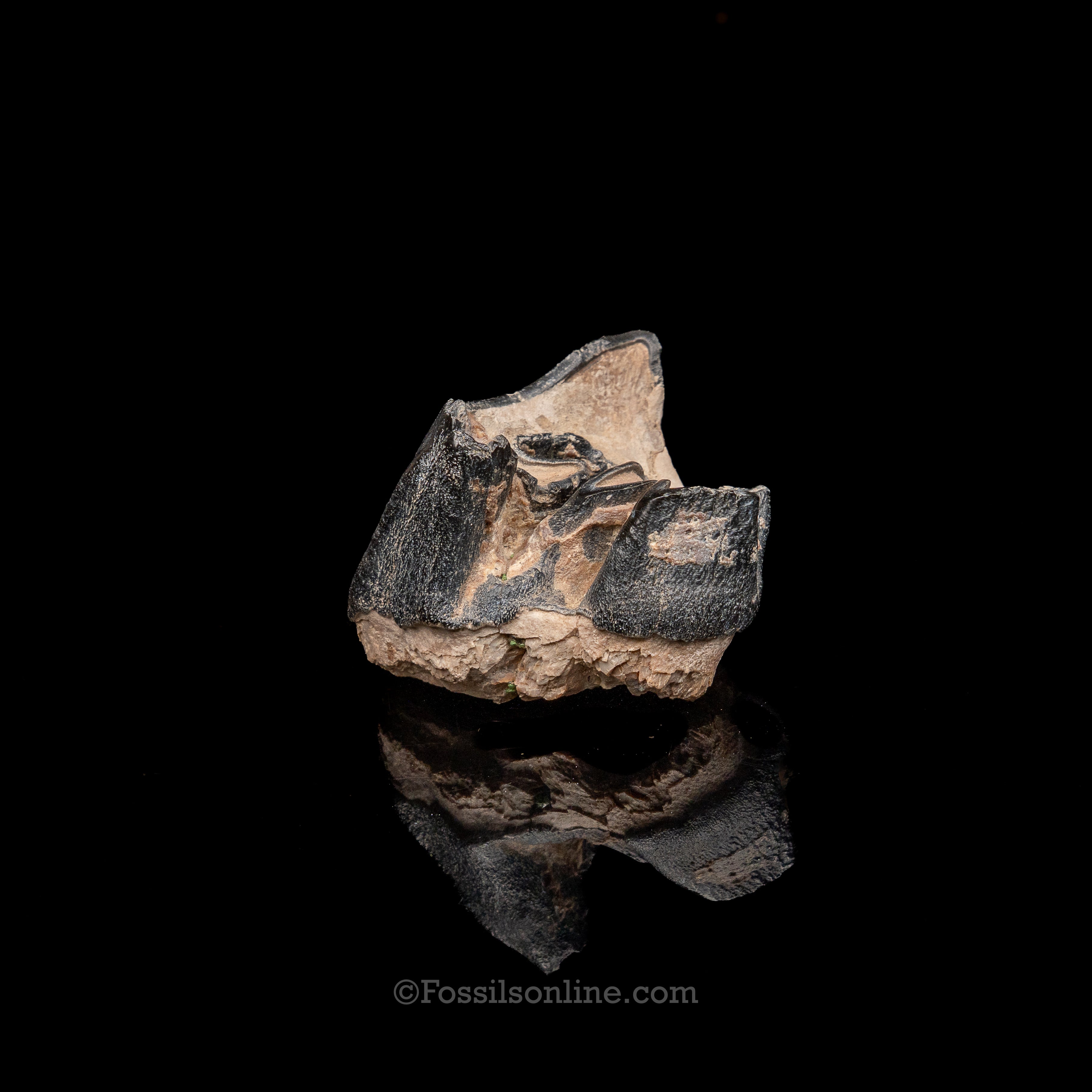 Bone Valley Rhino tooth