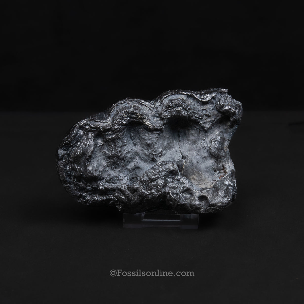 South Carolina Partial Mastodon Tooth