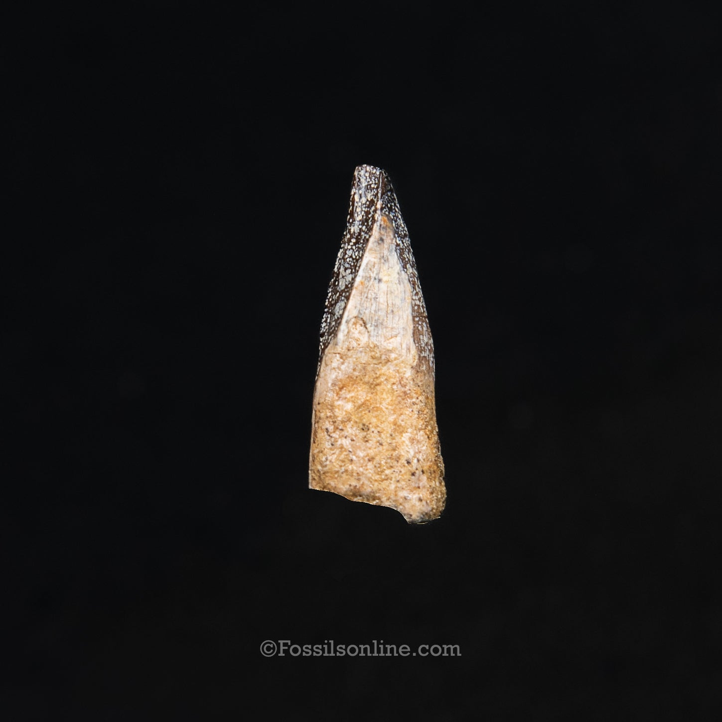 Authentic Nanotyrannus Premax tooth in a Case Lance Formation, Wyoming