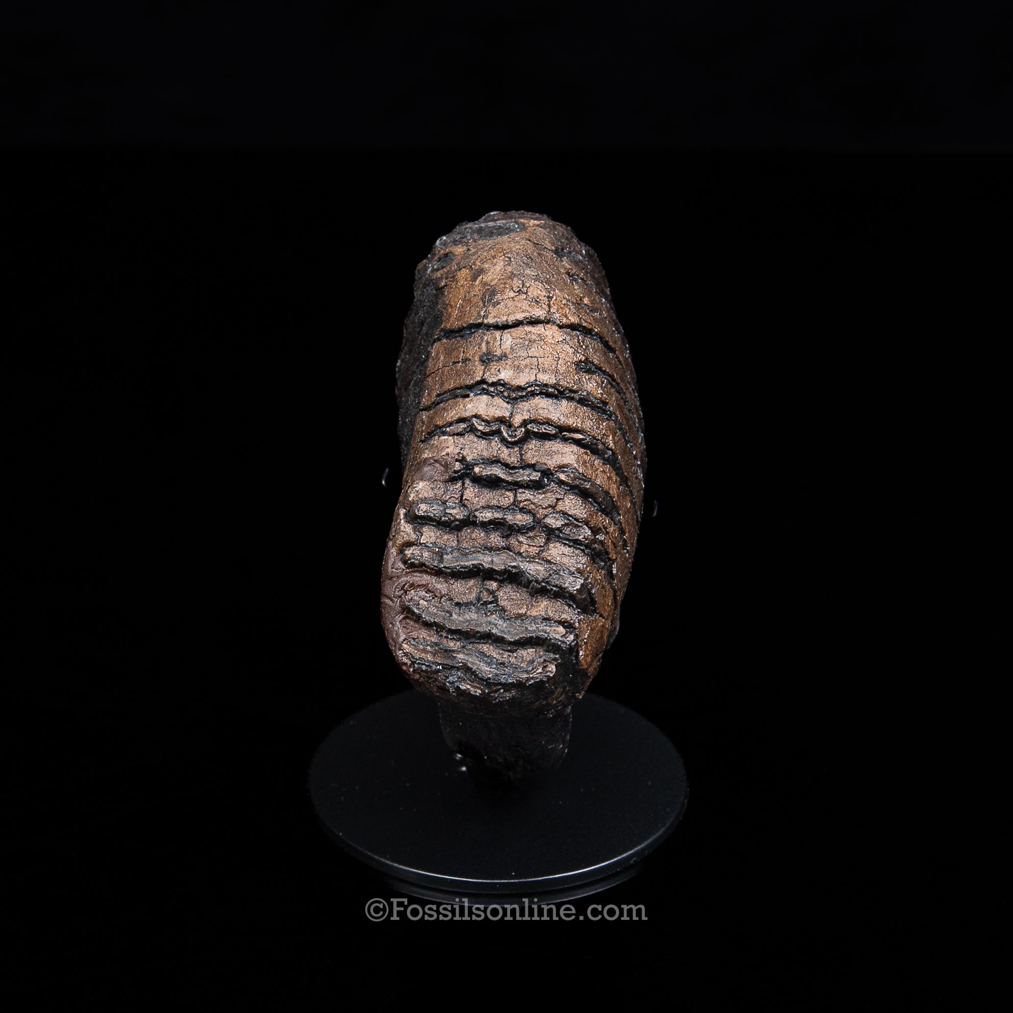 Juvenile Woolly Mammoth Tooth on a Display Stand Alaska