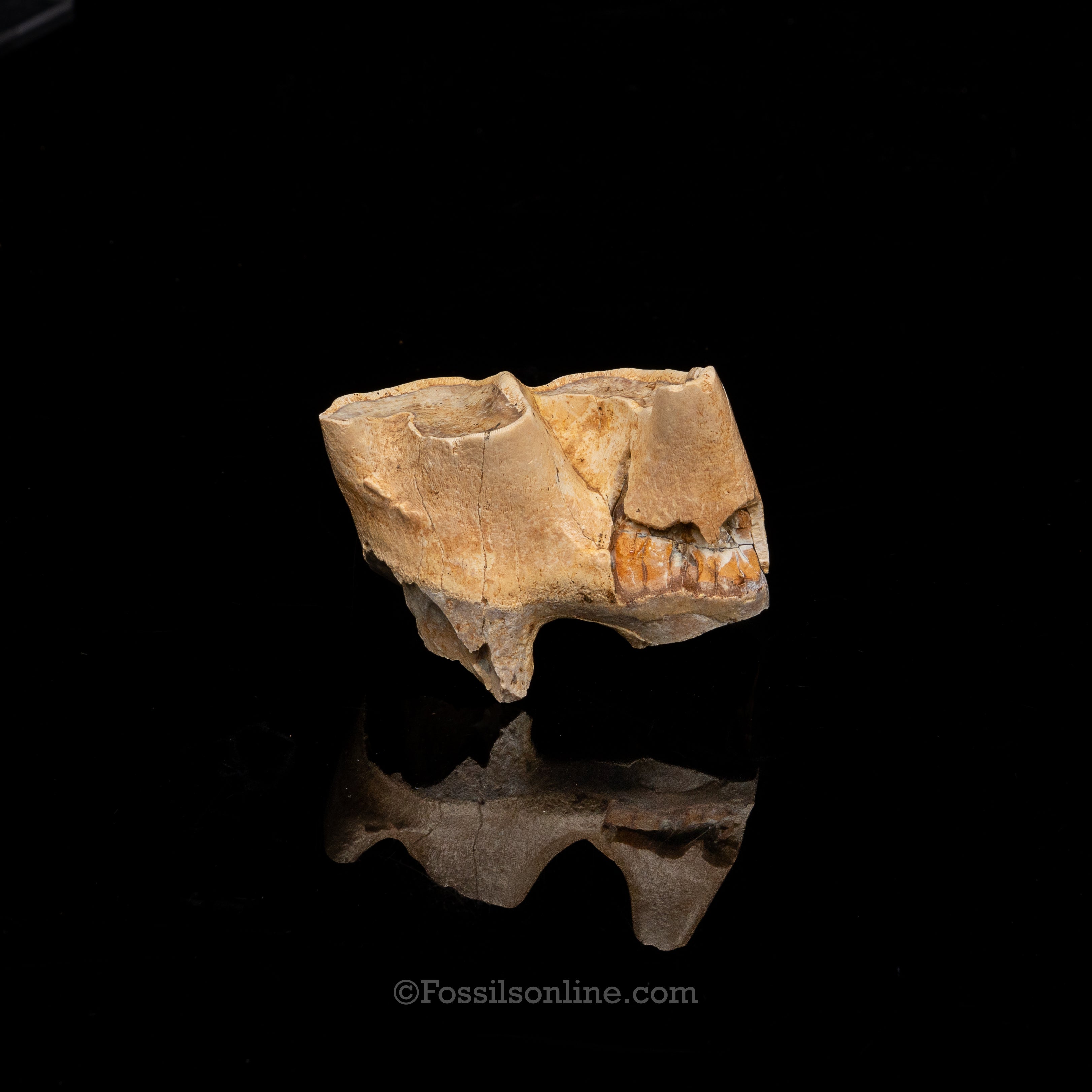 Rare Florida Fossil Rhino Tooth
