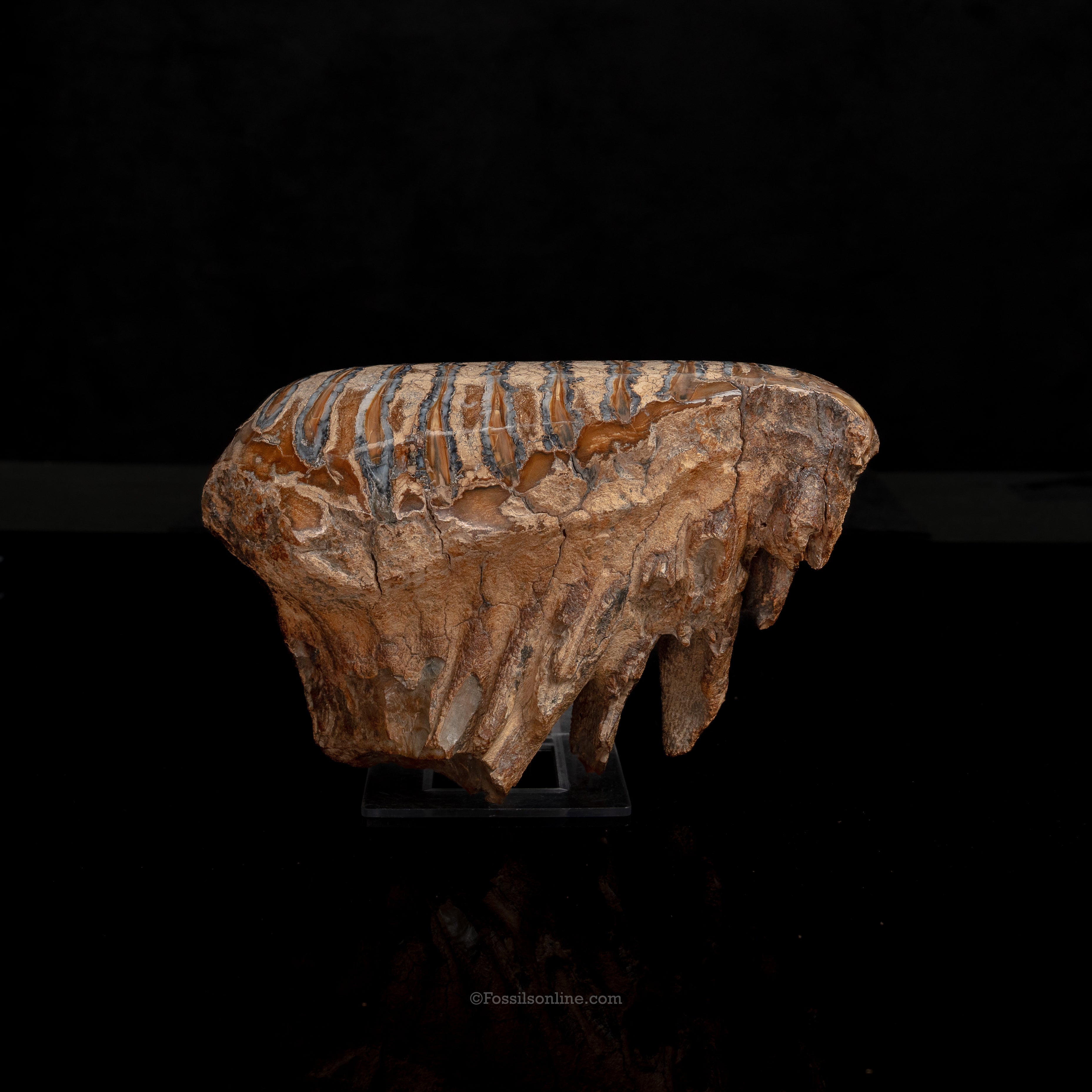 Juvenile Woolly Mammoth Tooth