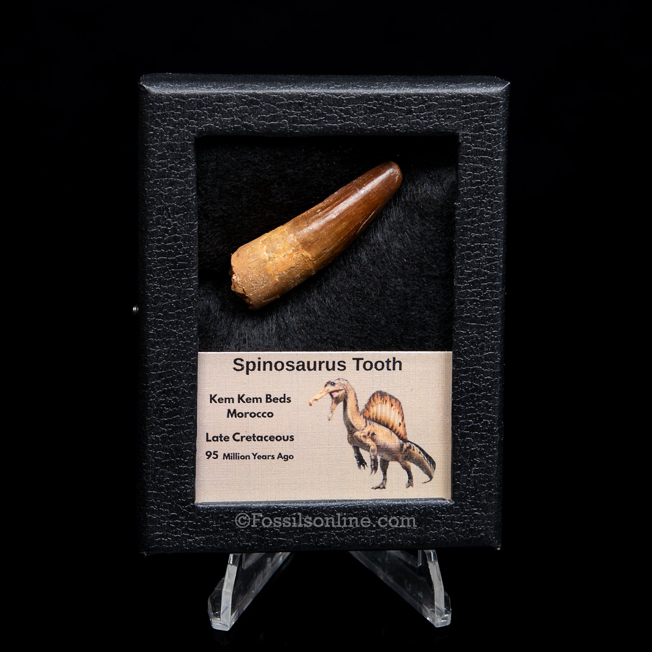 Premium Spinosaurus Dinosaur Tooth Sm Case