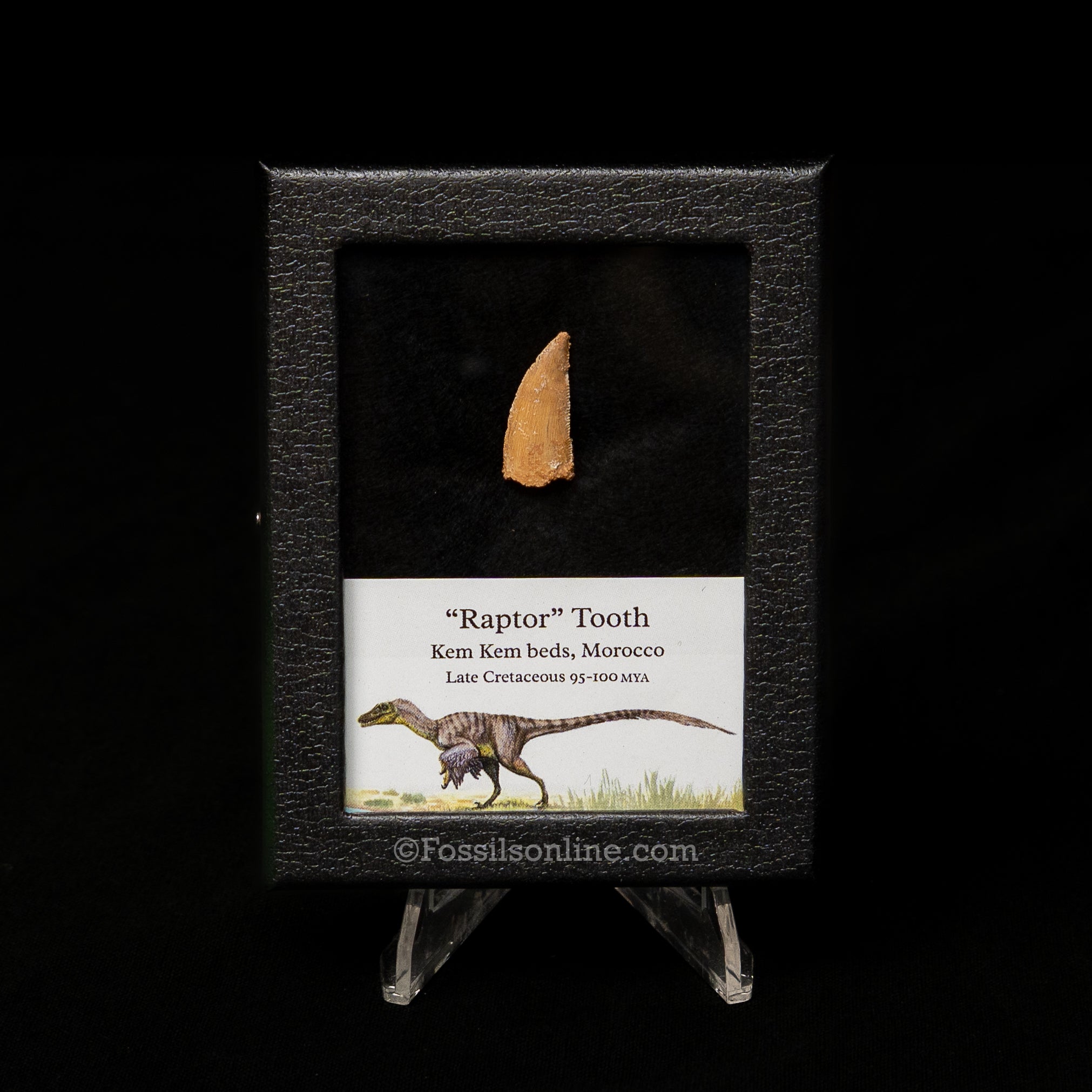 Choice Theropod Dinosaur Tooth "Raptor" in a sm display case