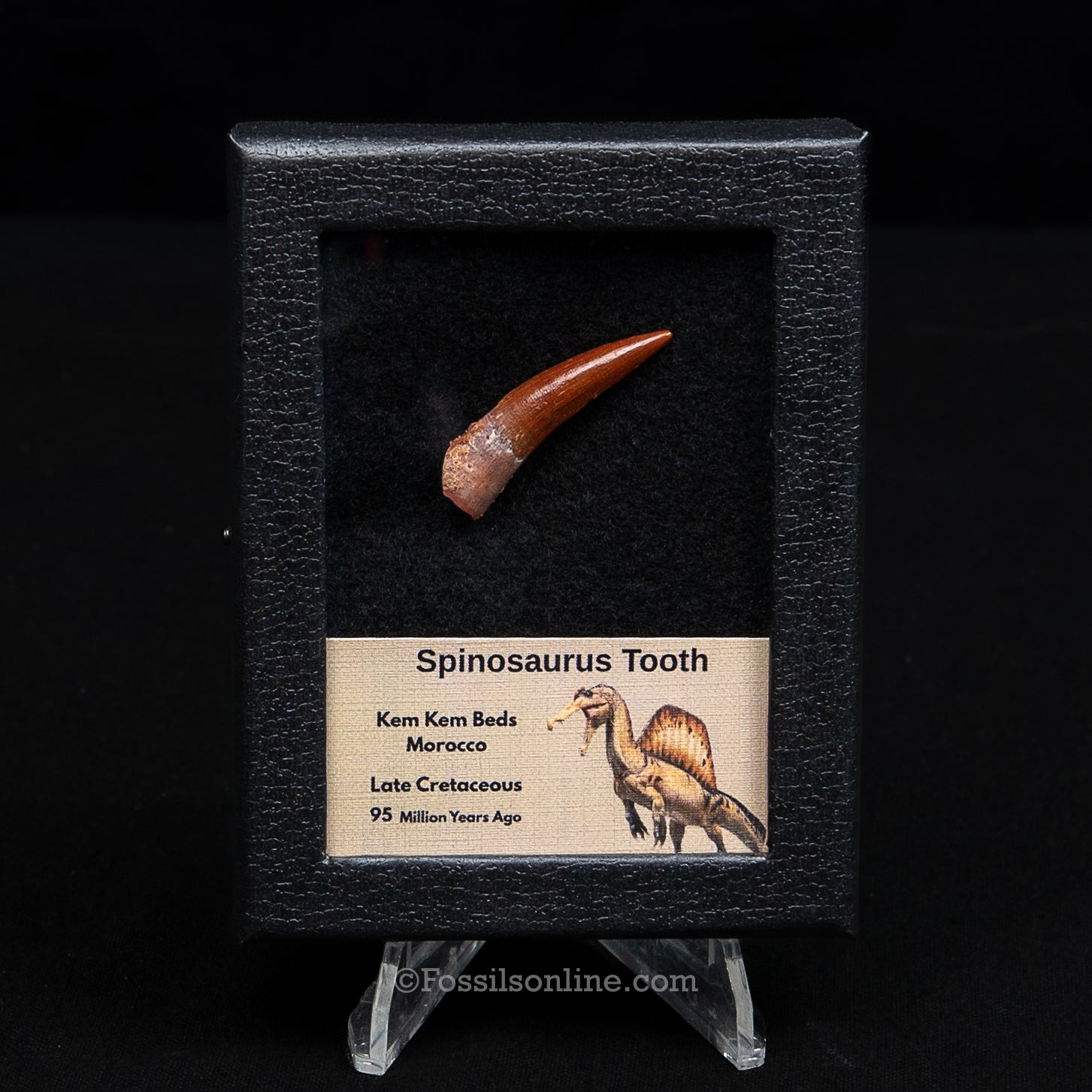 Premium Spinosaurus Dinosaur Tooth Sm Case