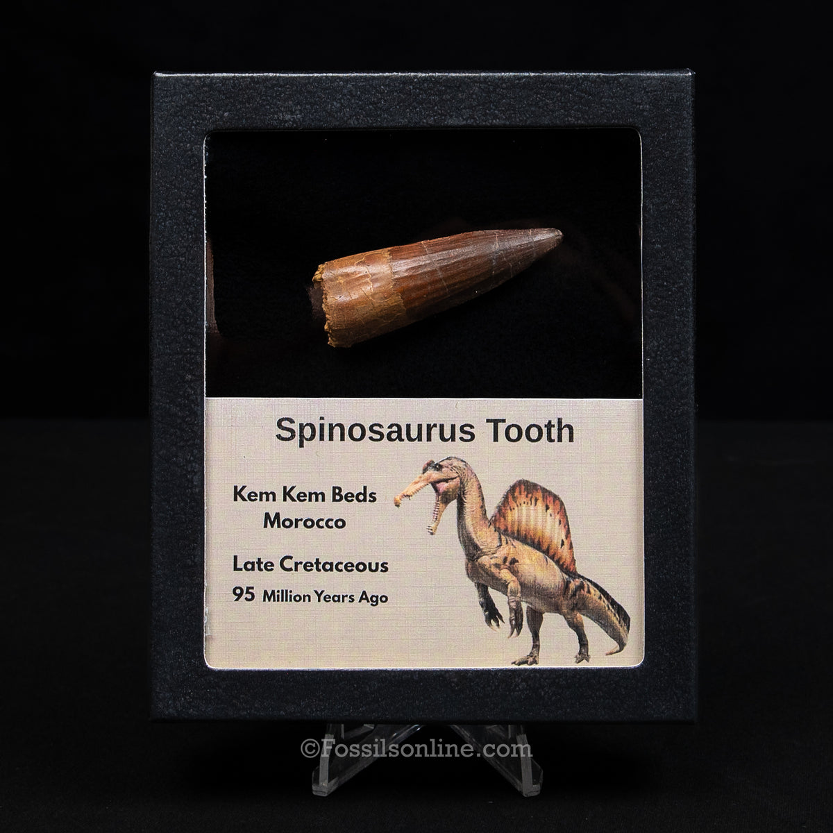 Spinosaurus Dinosaur Tooth Med Case