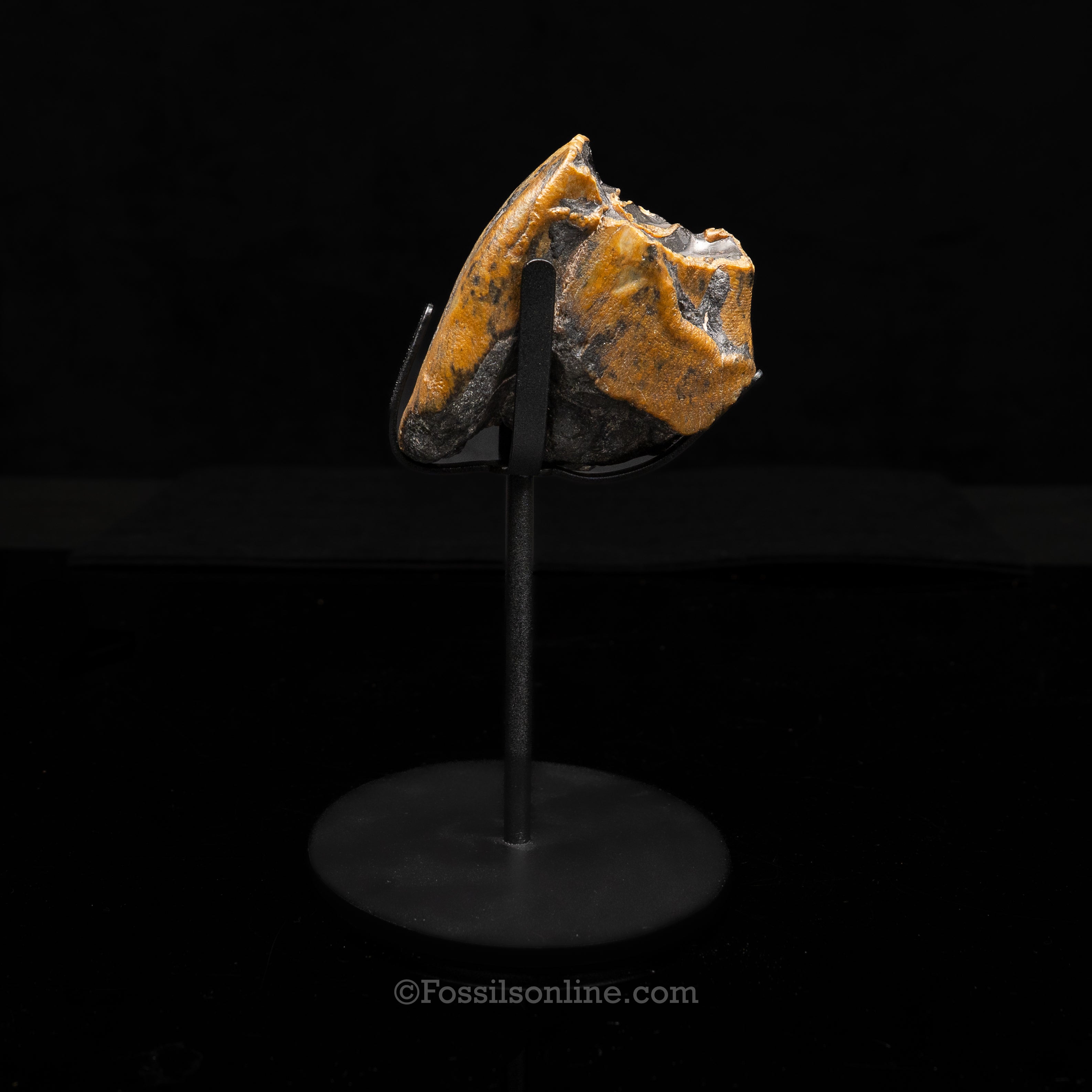 Bone Valley Rhino tooth