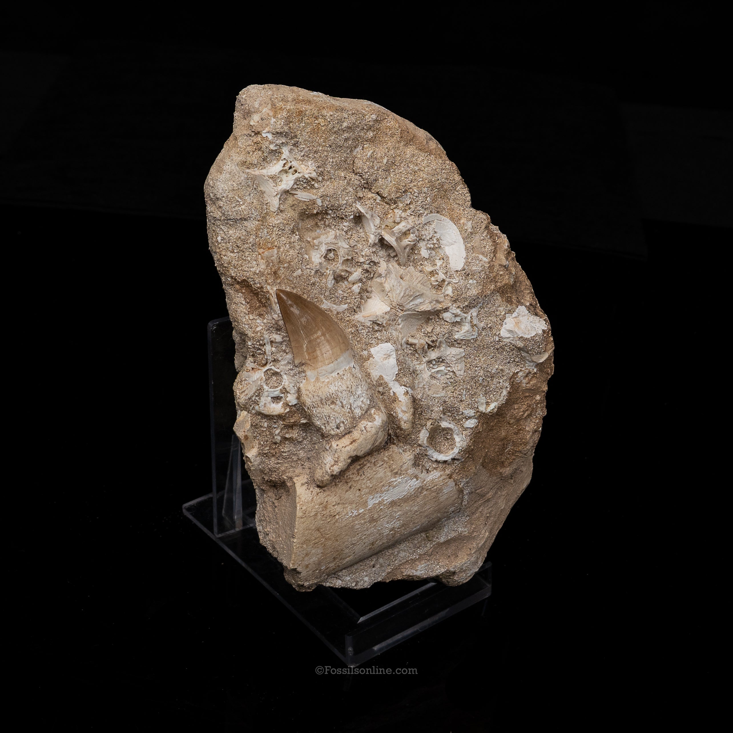 Mosasaur Jaw in Matrix
