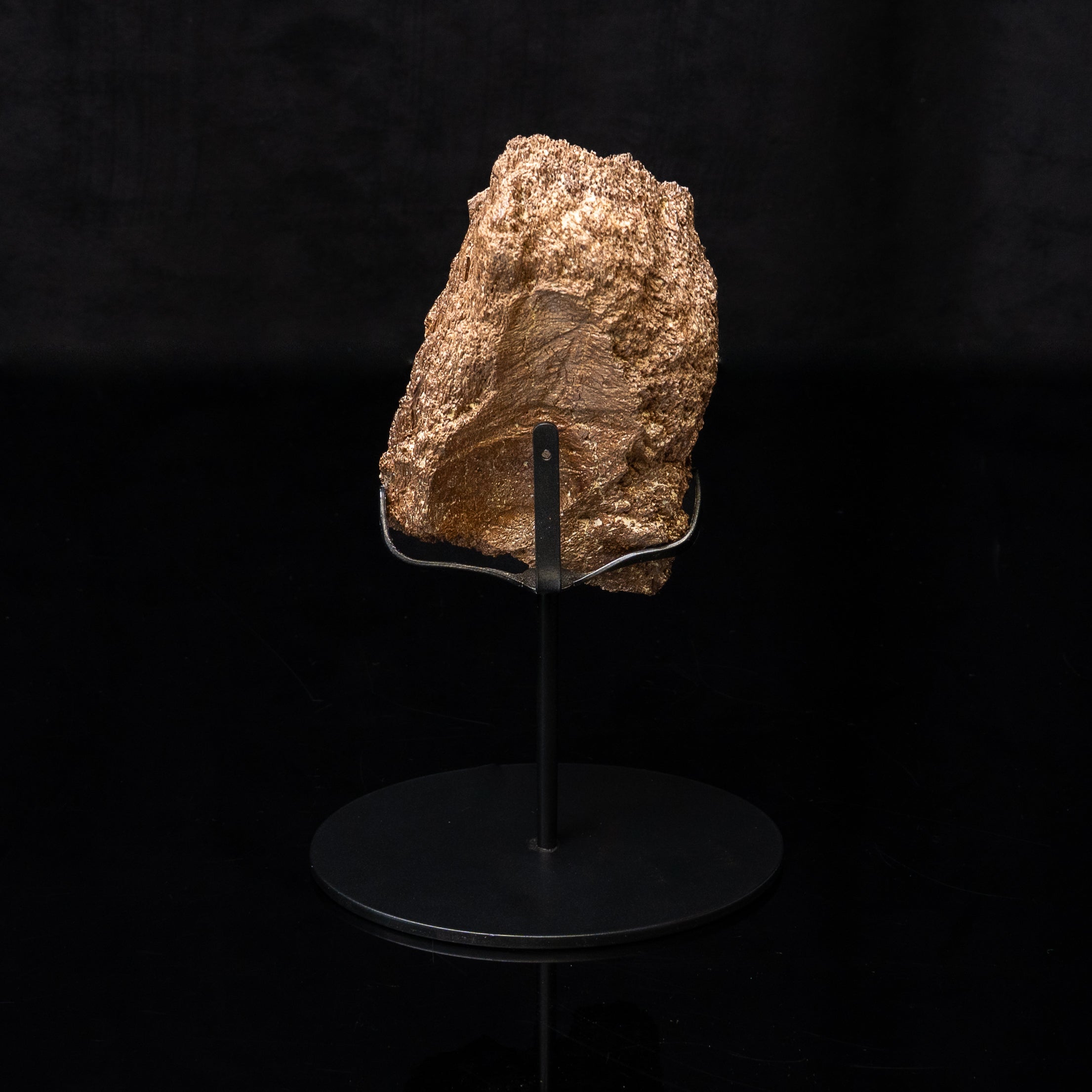 Triceratops  Horn Fragment on Stand