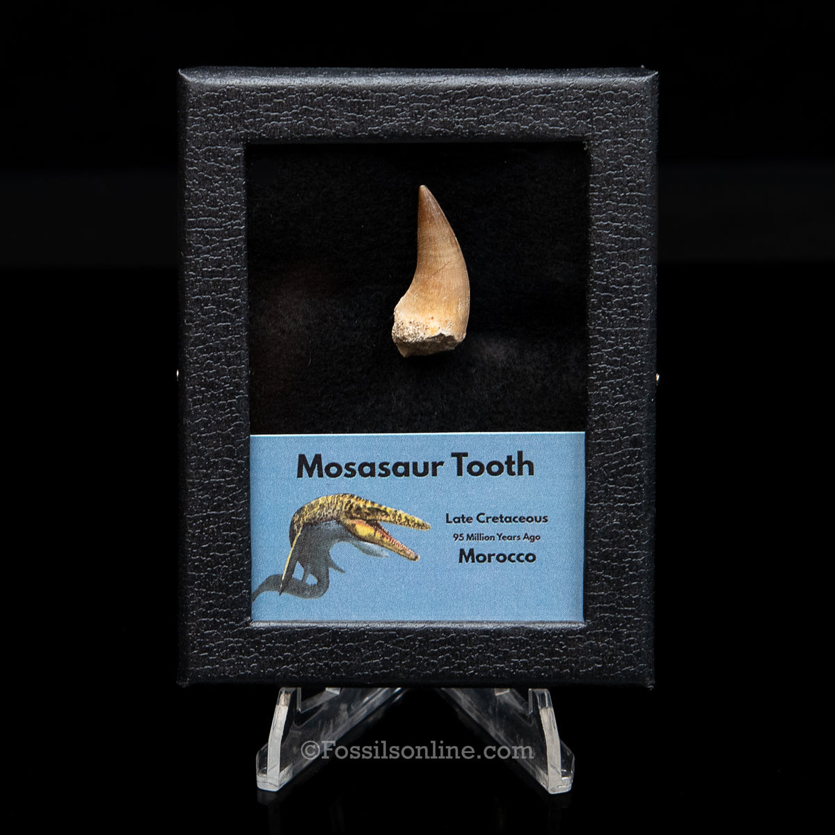 Mosasaur Tooth in sm case