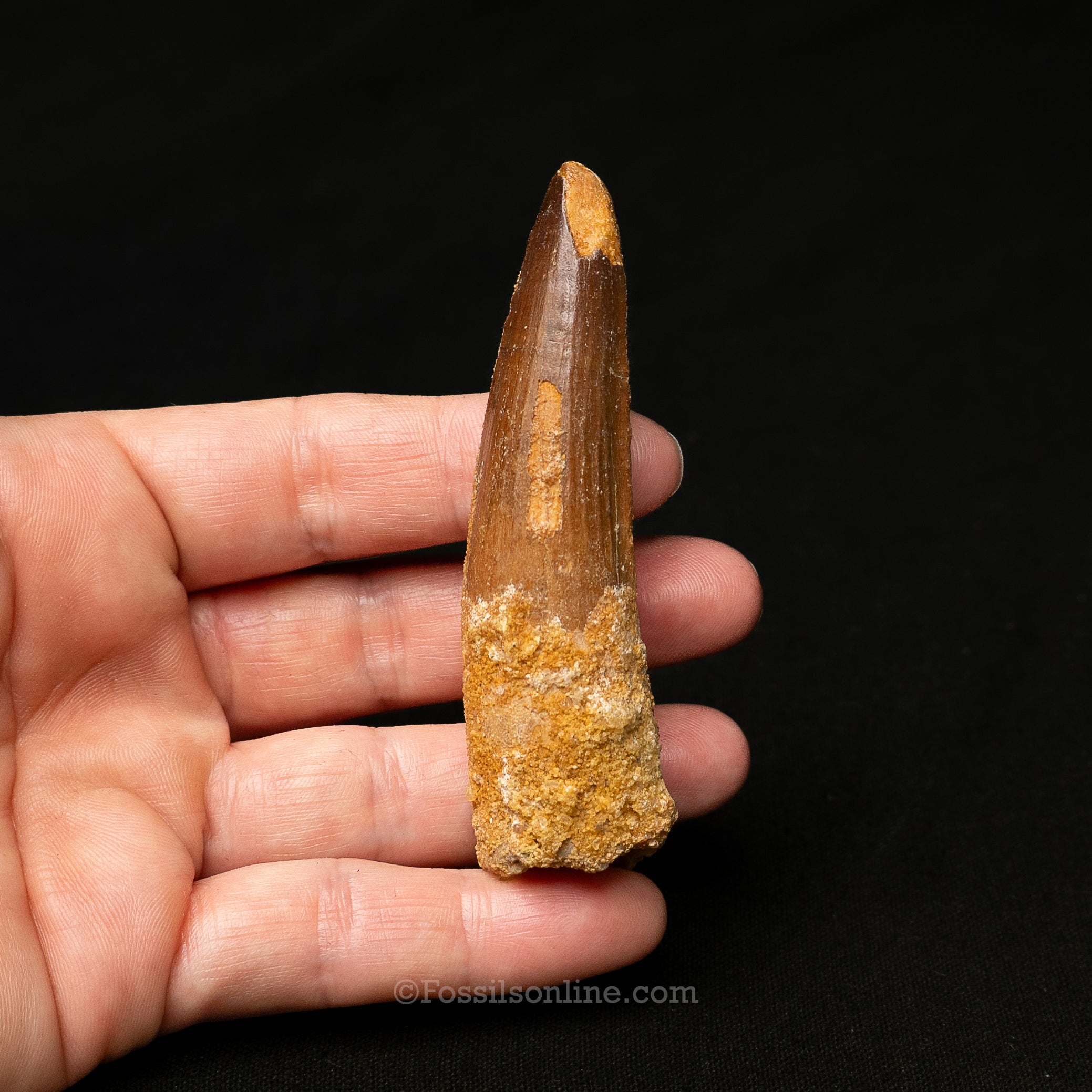 Spinosaurus Dinosaur Tooth in Lg Case