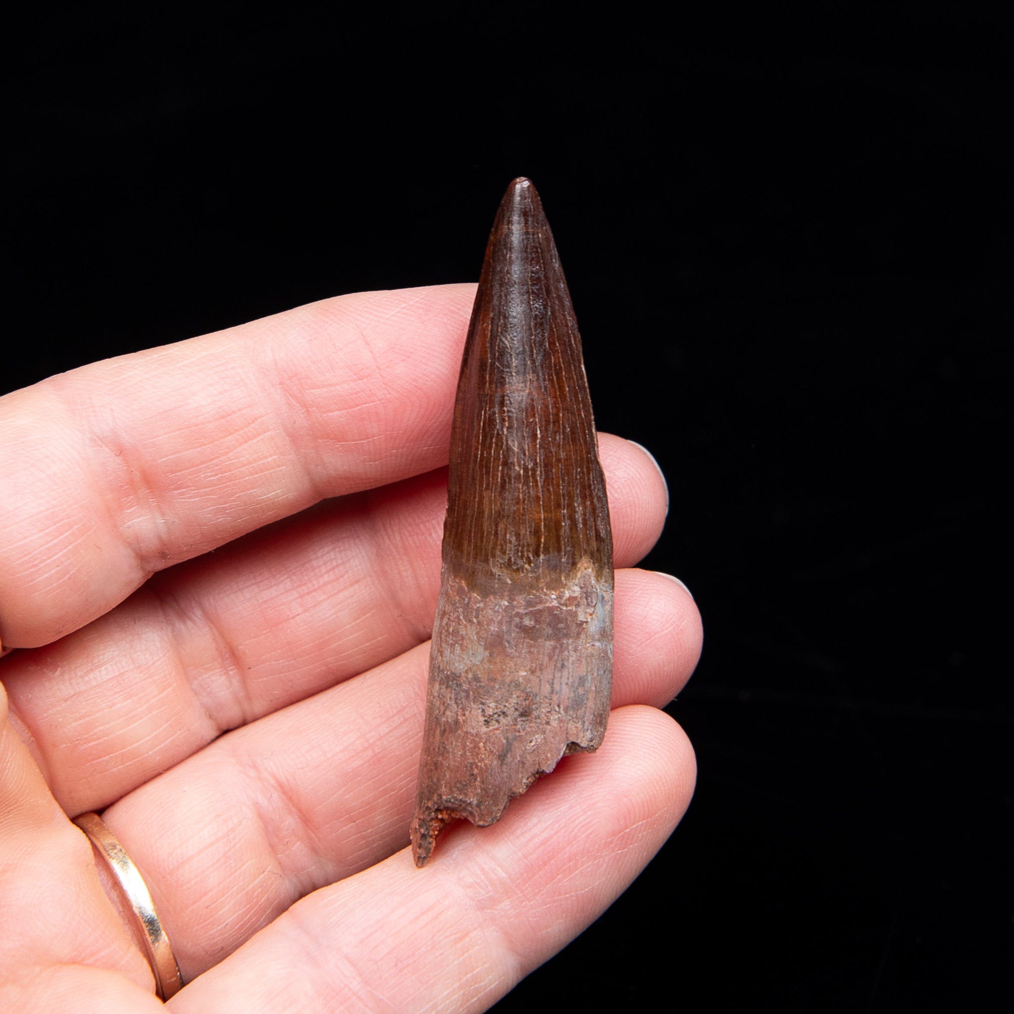 Premium Spinosaurus Dinosaur Tooth Med Case