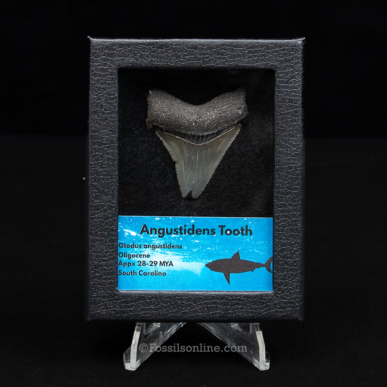 SC Angustidens Sm Case