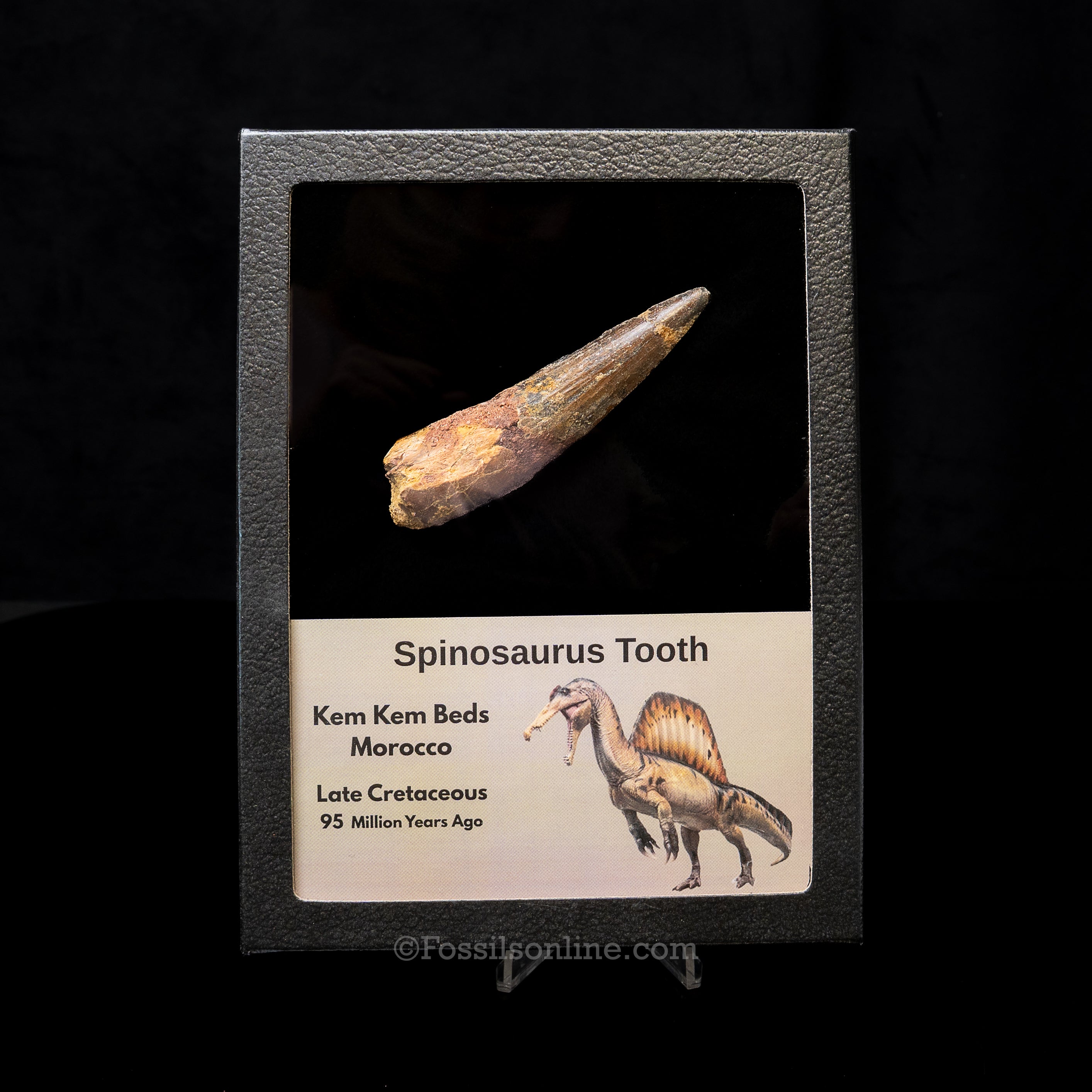 Spinosaurus Dinosaur Tooth Lg Case