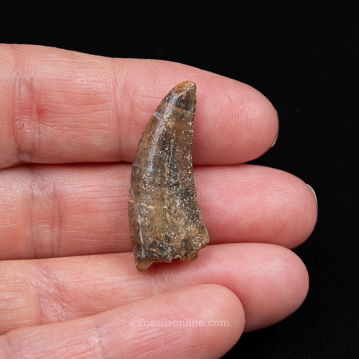 Authentic Nanotyrannus Tooth in a Case Lance Formation, Wyoming
