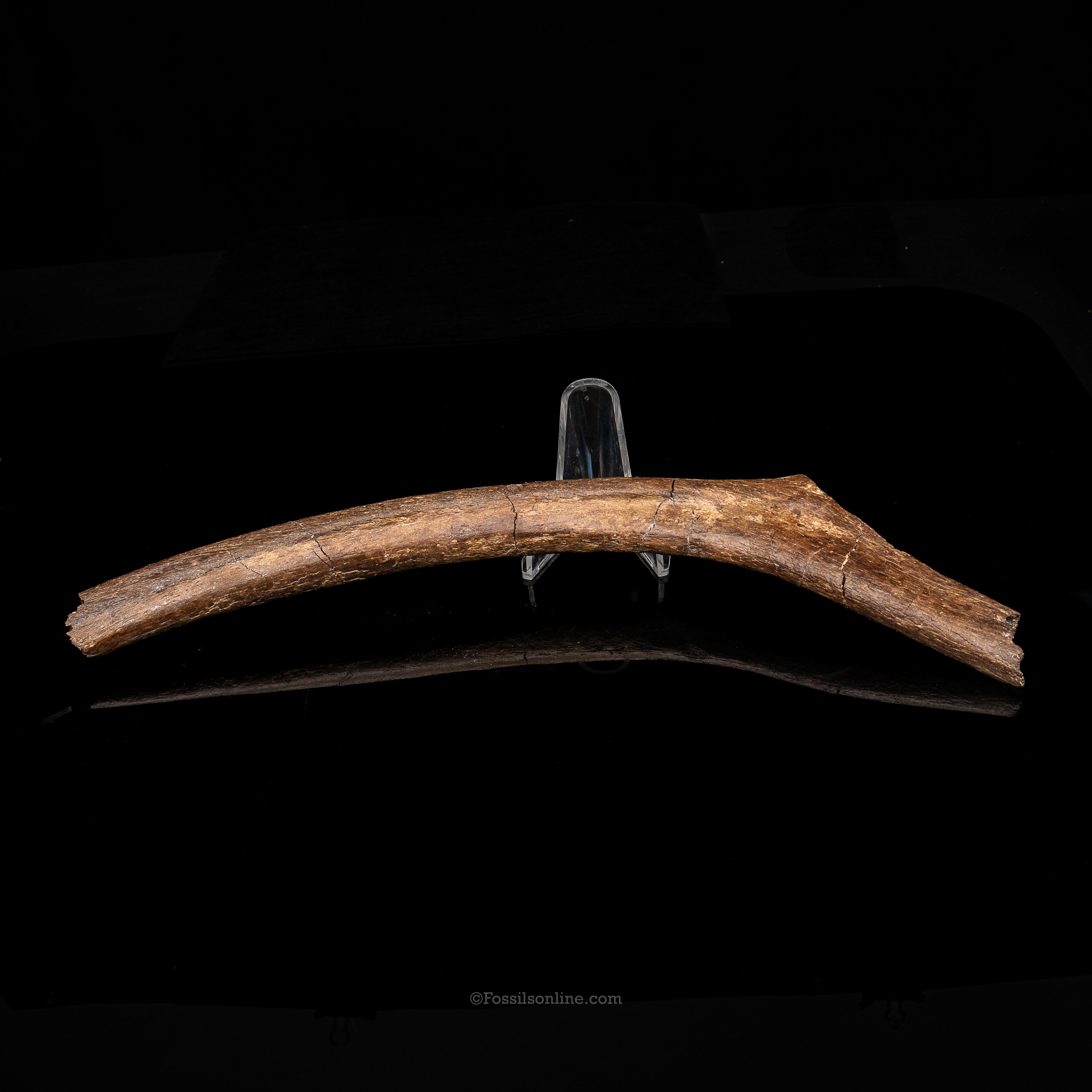 Large Dinosaur Rib