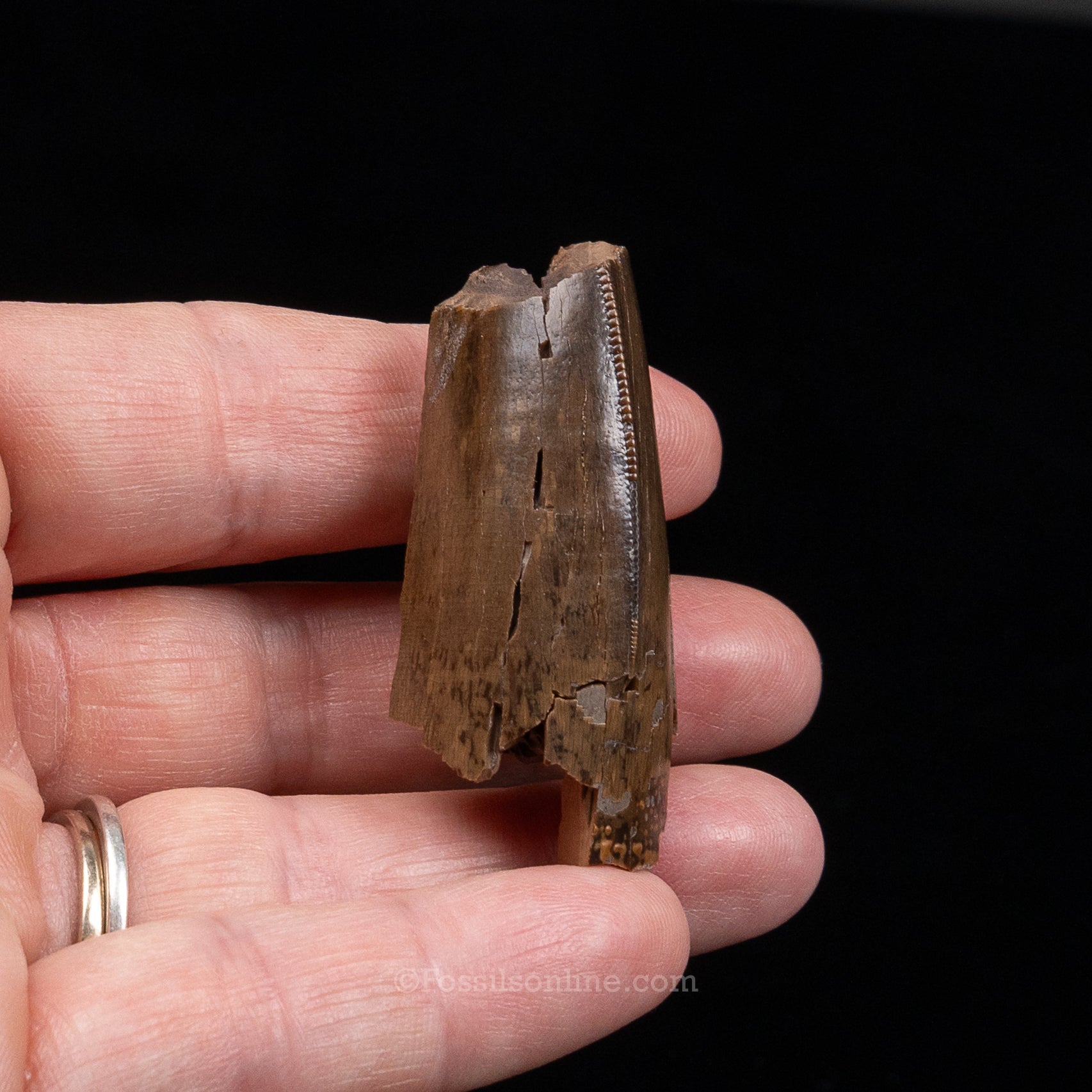 Tyrannosaurus rex Tooth Fragment