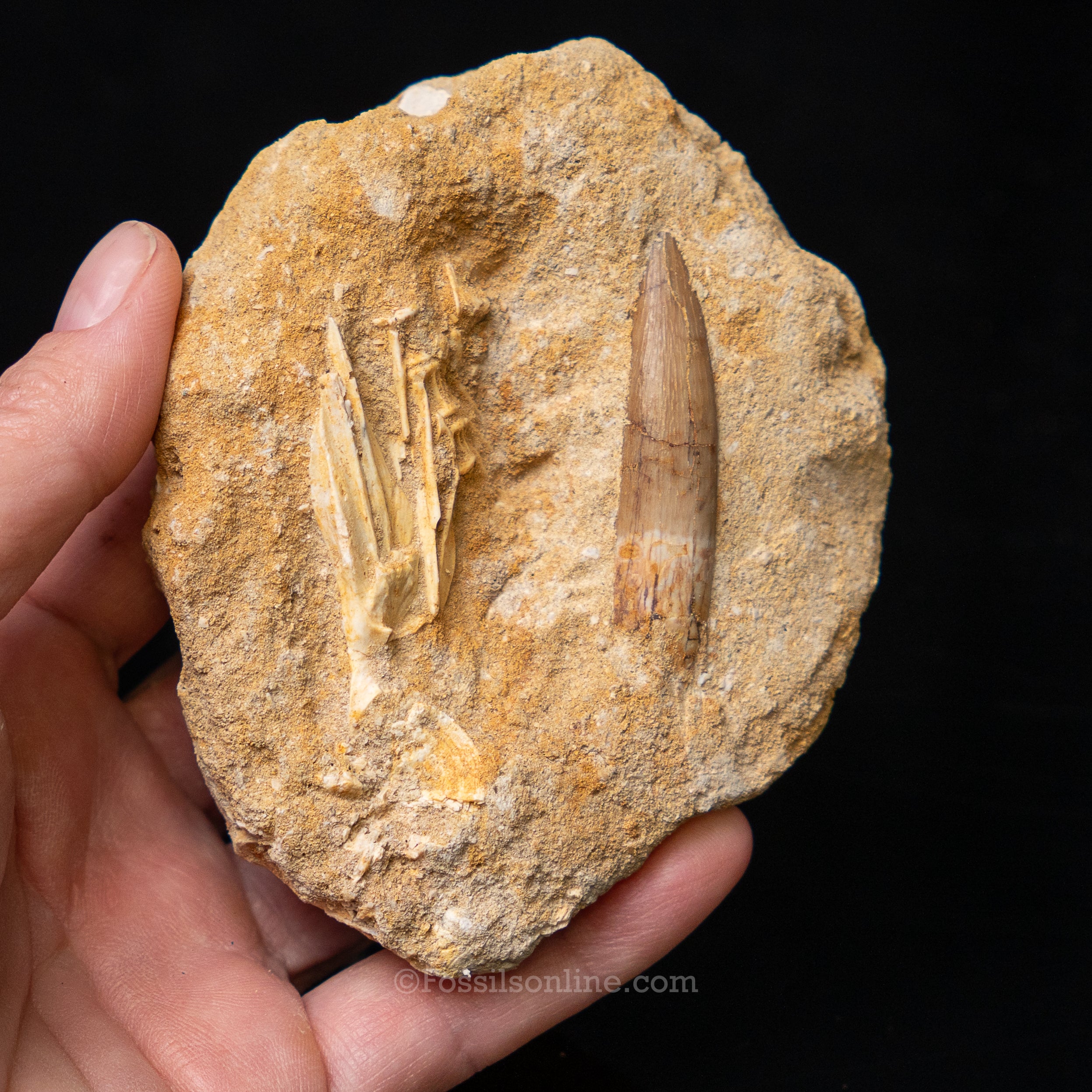 Plesiosaur Tooth in matrix