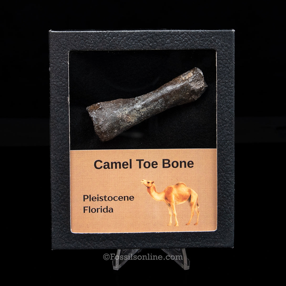Camel Toe Bone in a Med Case