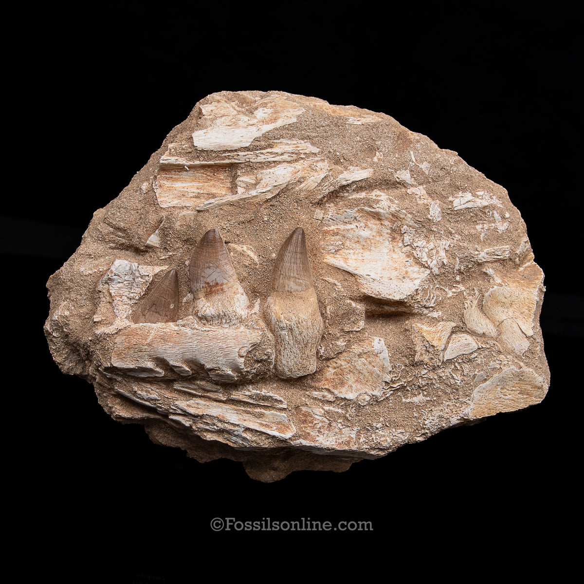 Mosasaur Jaw in Matrix