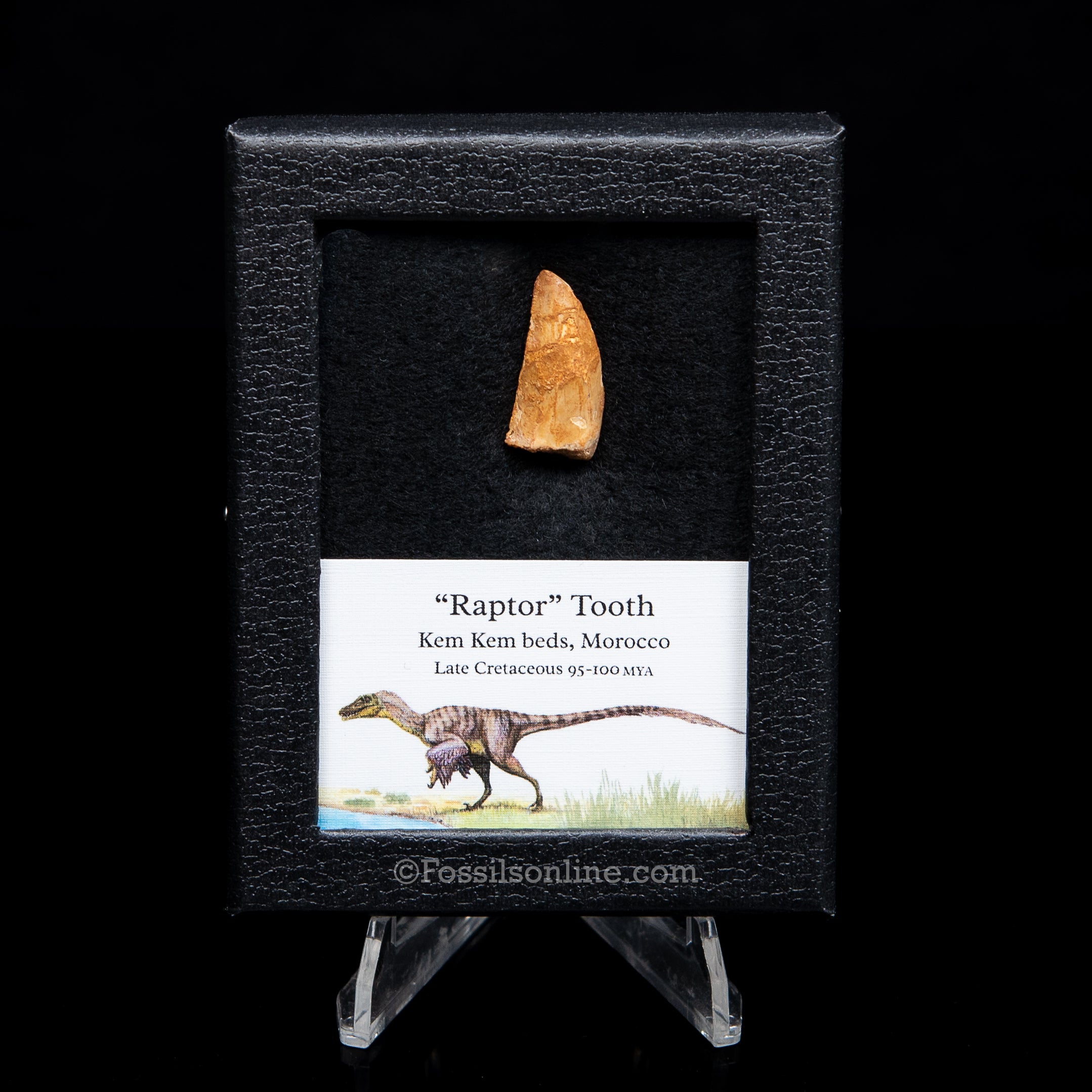 Choice Theropod Dinosaur Tooth "Raptor" in a sm display case