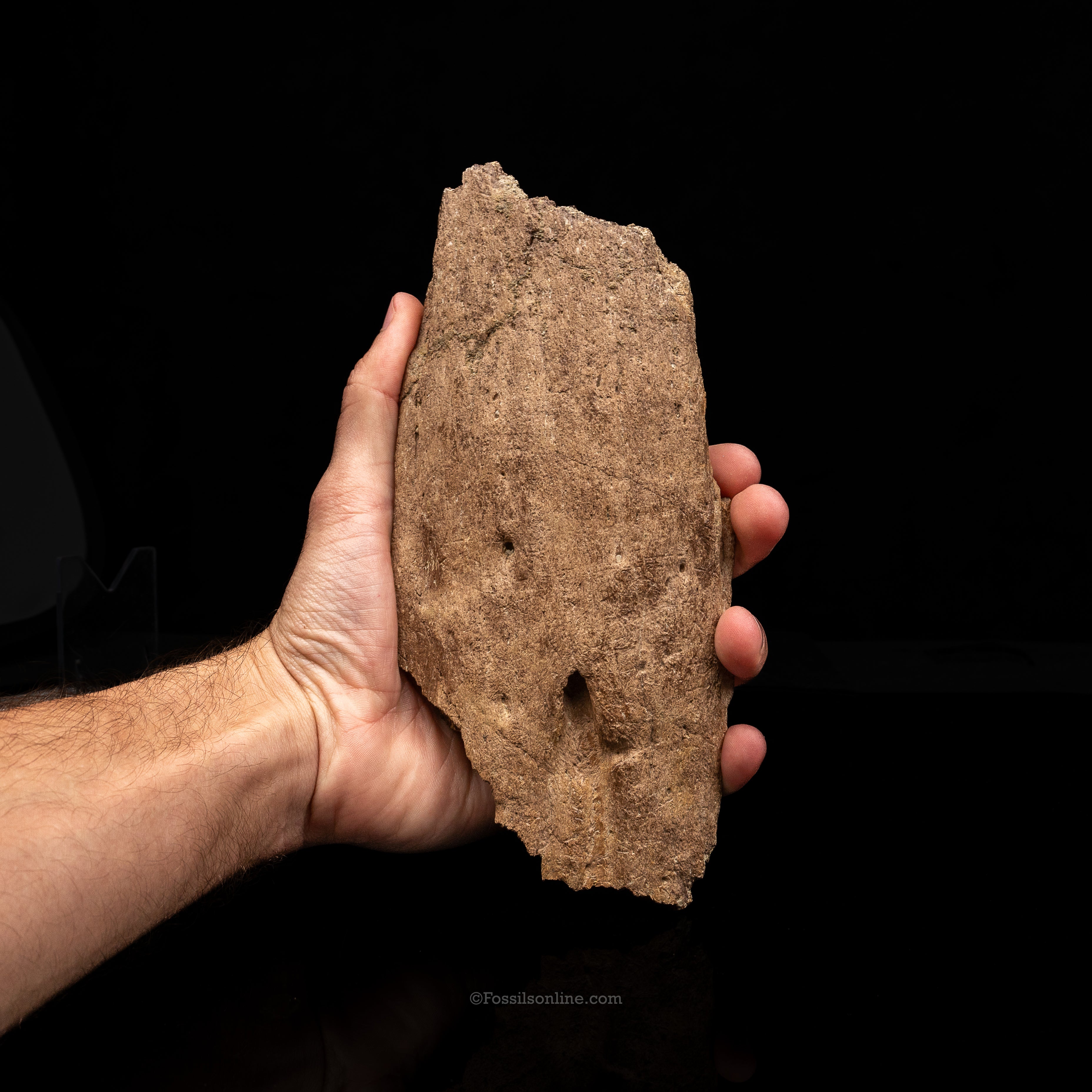 Triceratops  Horn Fragment on Stand