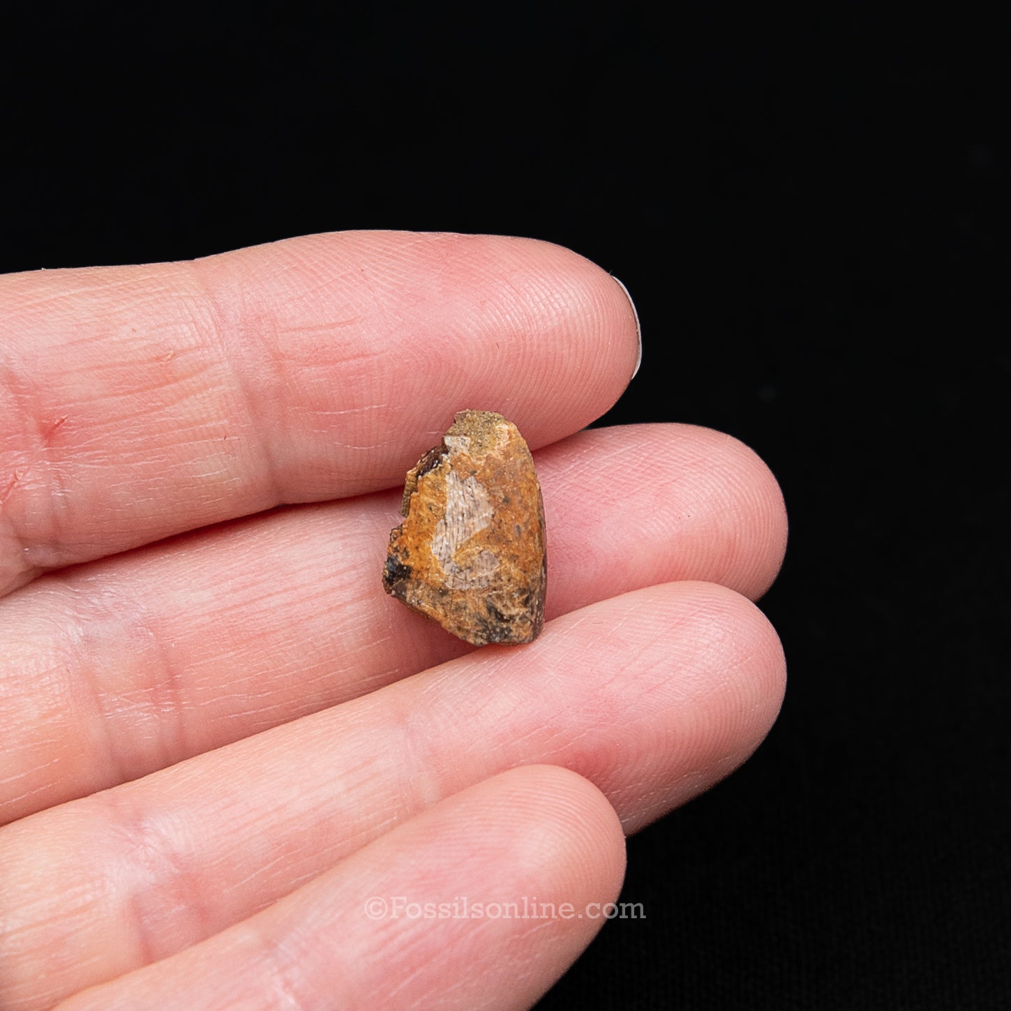 Authentic Nanotyrannus tooth in a Case Lance Formation, Wyoming