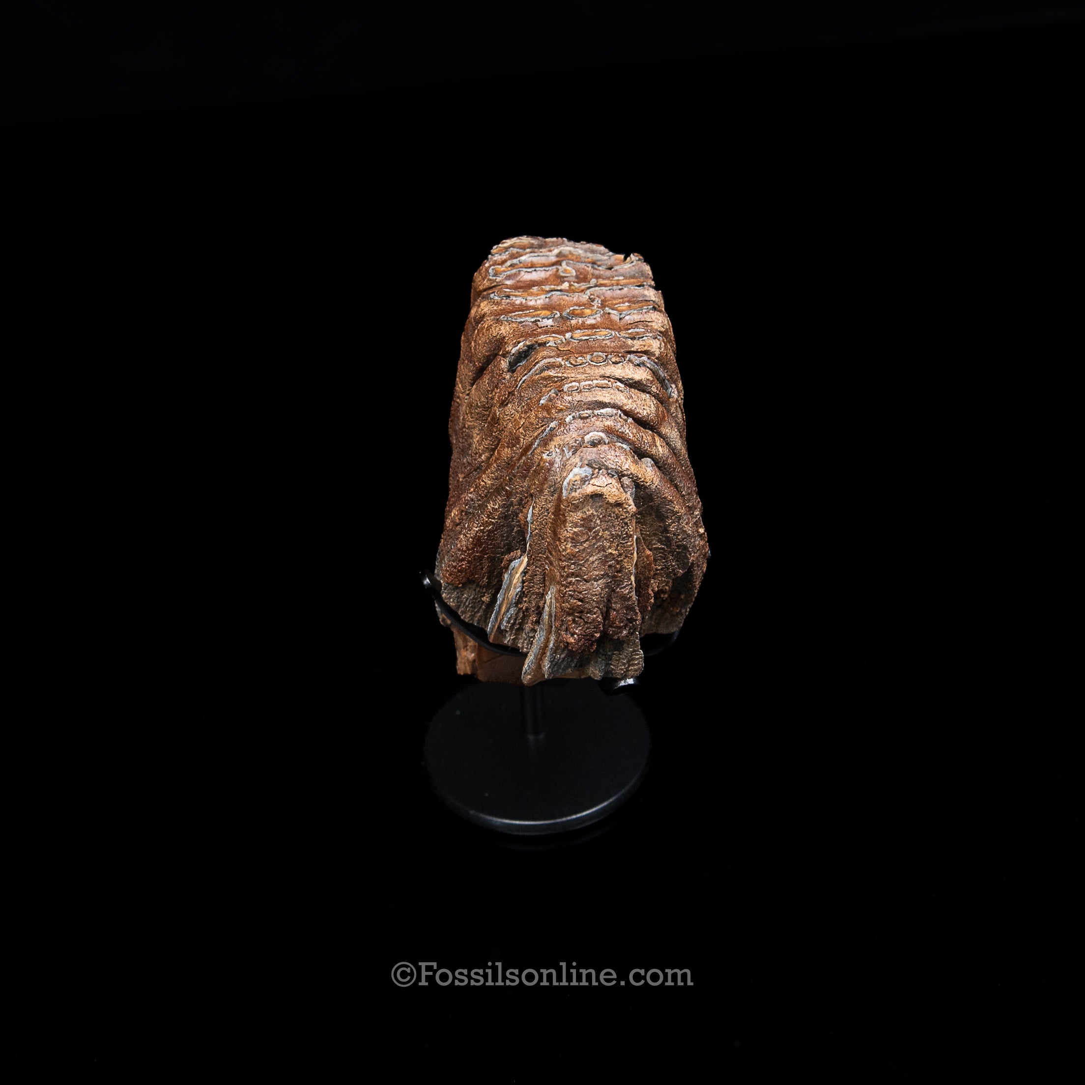 Juvenile Woolly Mammoth Tooth on Display Stand