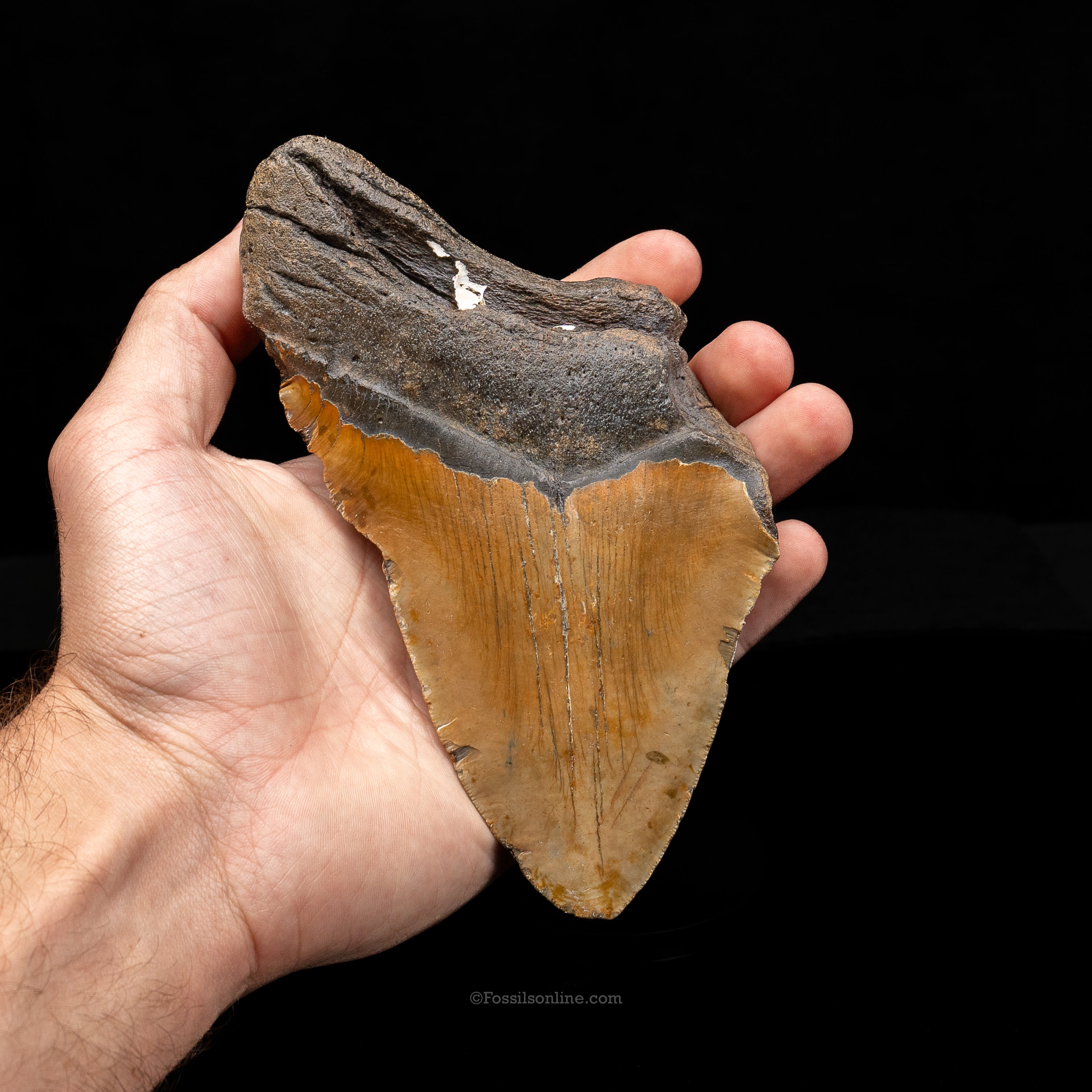 XL North Carolina Megalodon 6.03"