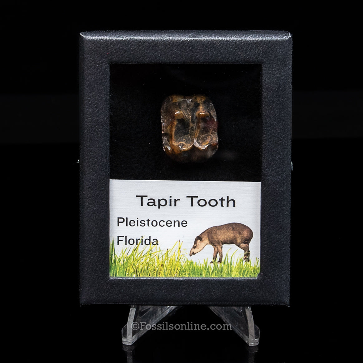 Fossil Tapir Tooth in a sm Case