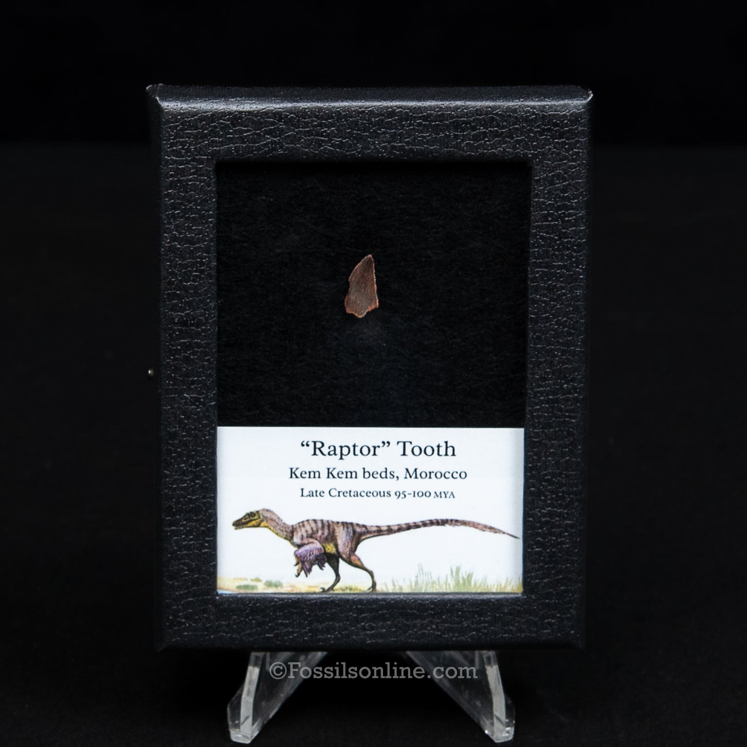 Theropod Dinosaur Tooth "Raptor" in a sm display case