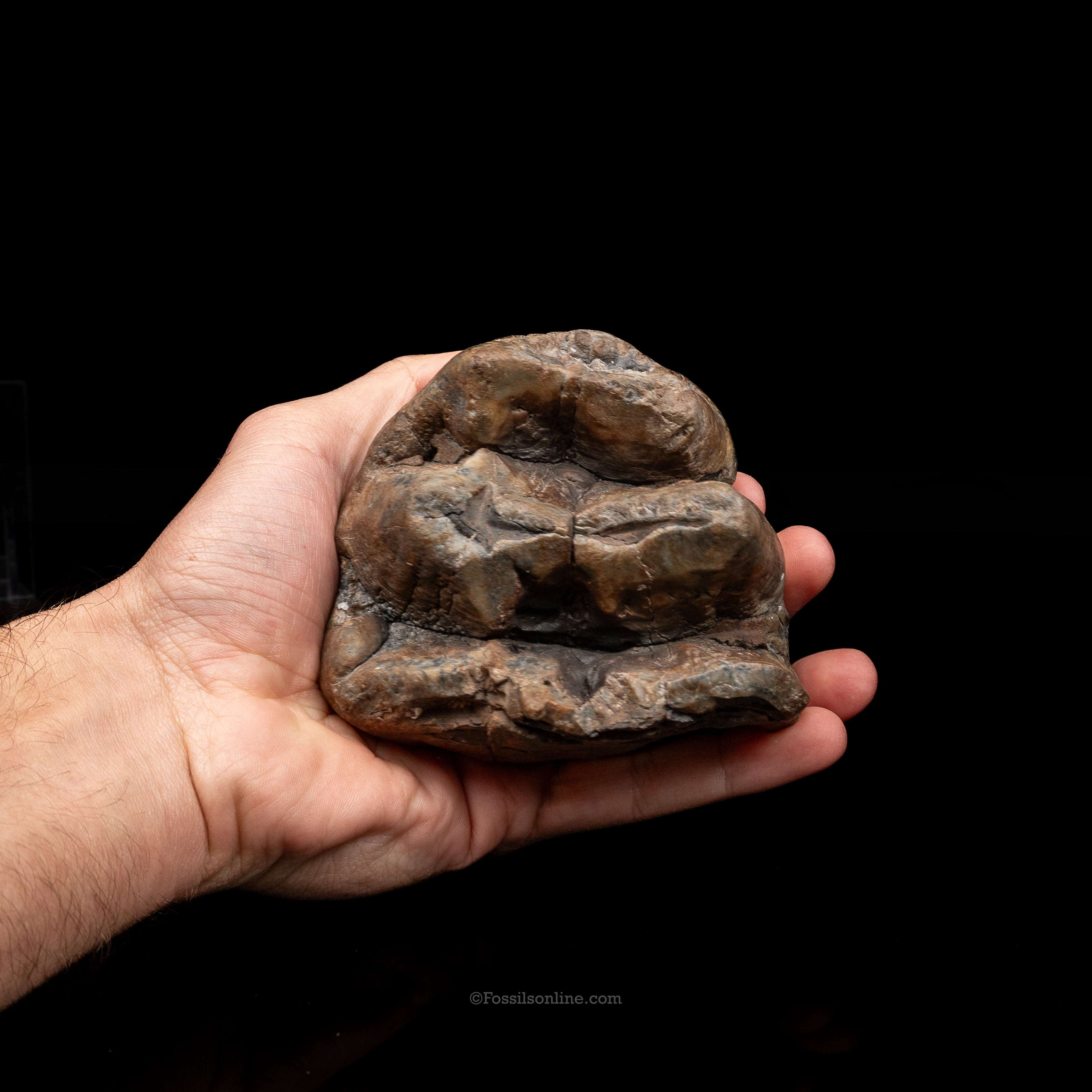 Mastodon Tooth w/stand