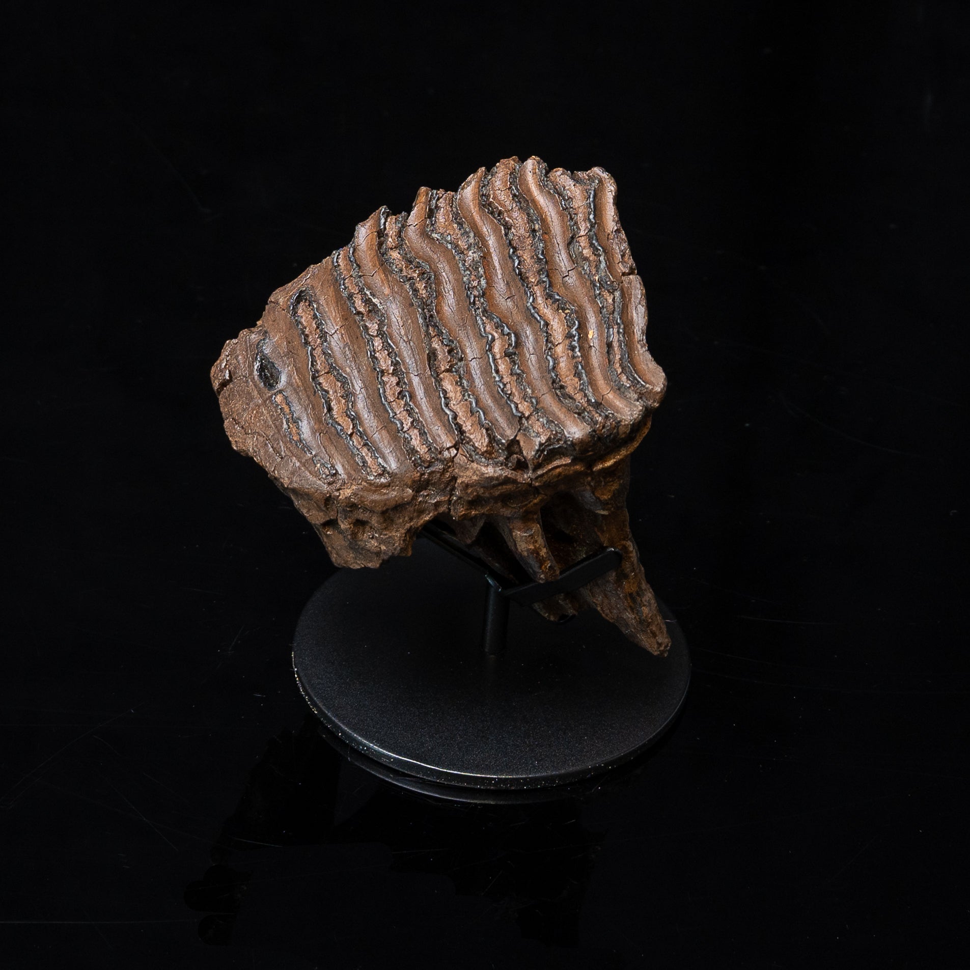 Juvenile Woolly Mammoth Tooth on Display Stand