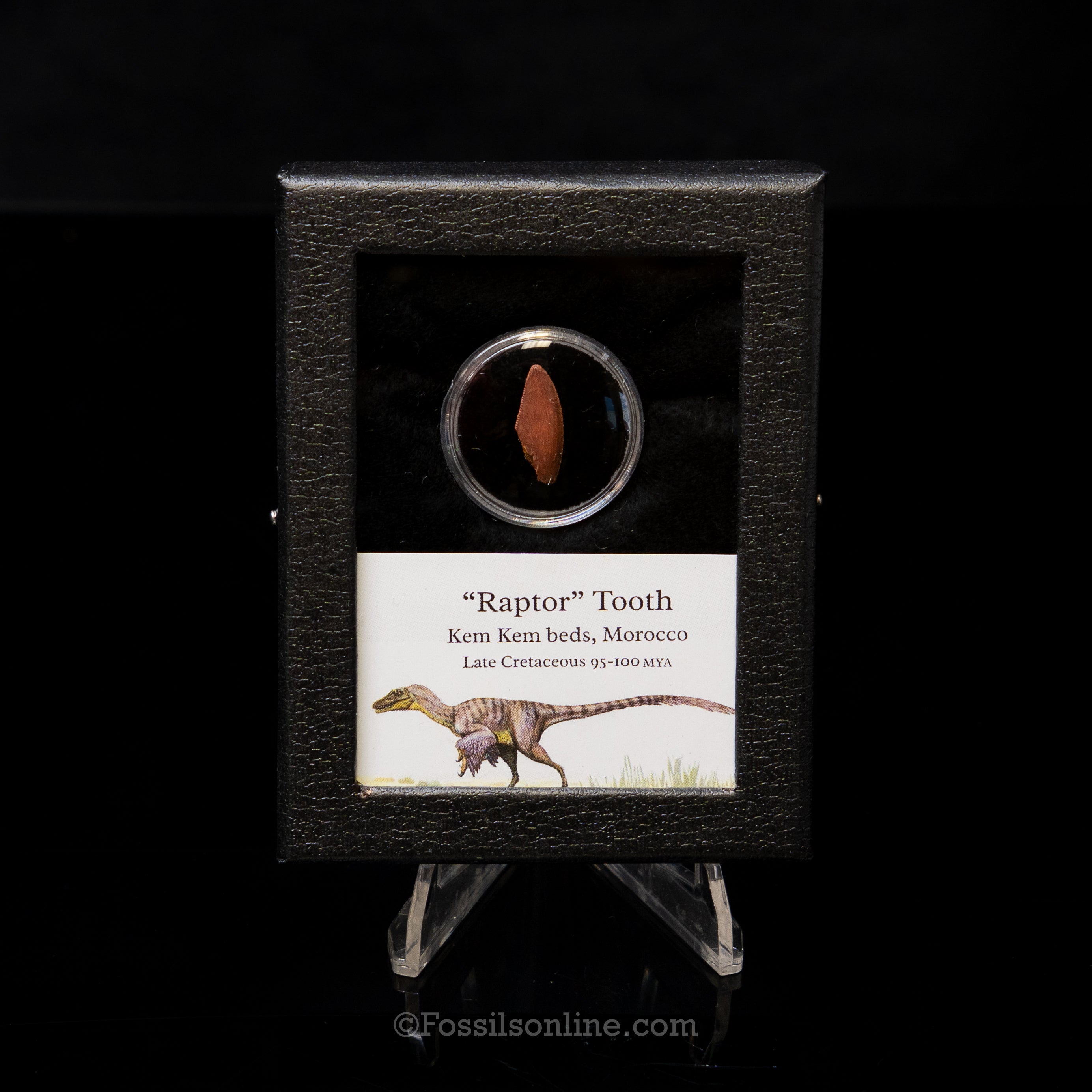 Choice Theropod Dinosaur Tooth "Raptor" in a sm display case