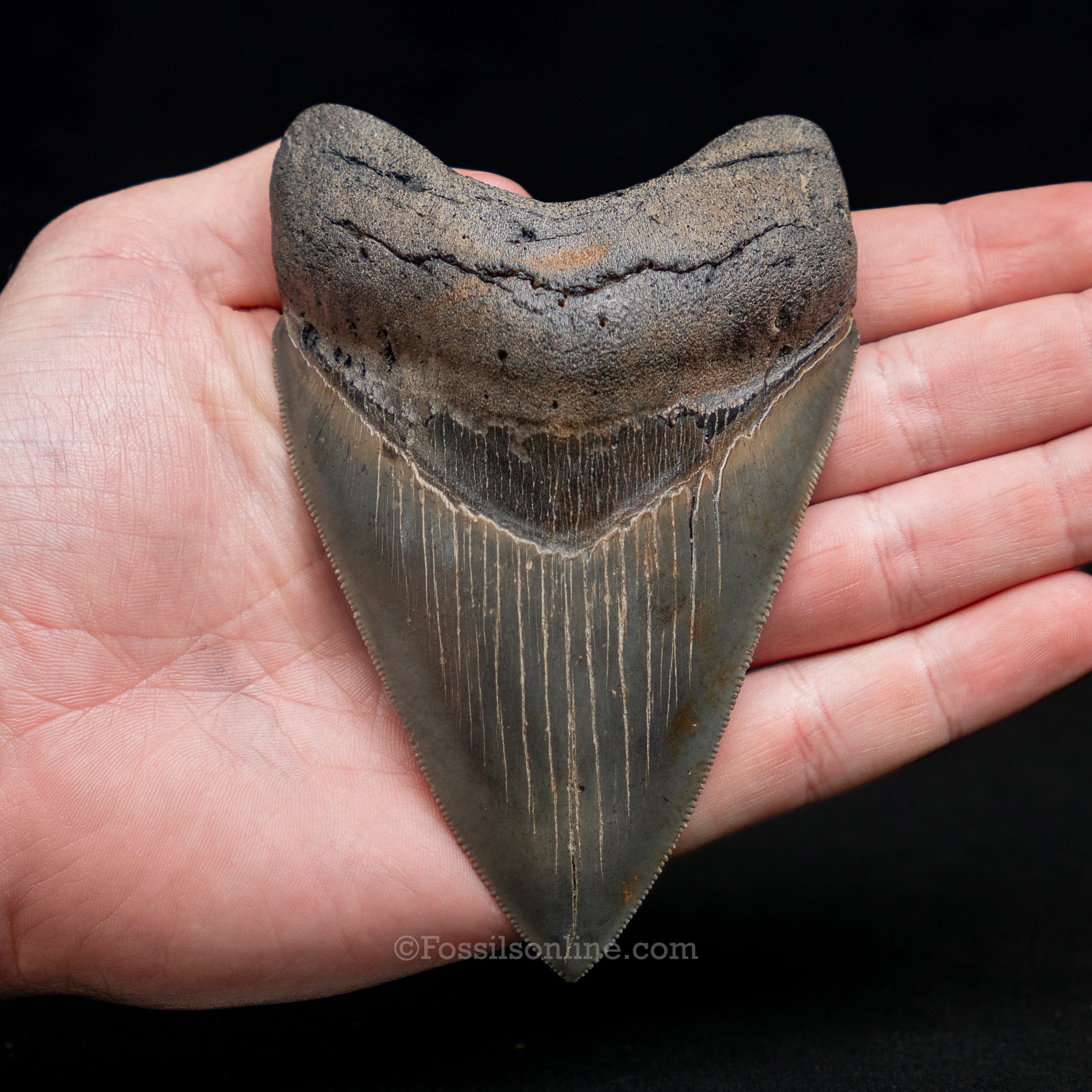 South Carolina Megalodon 4.57"