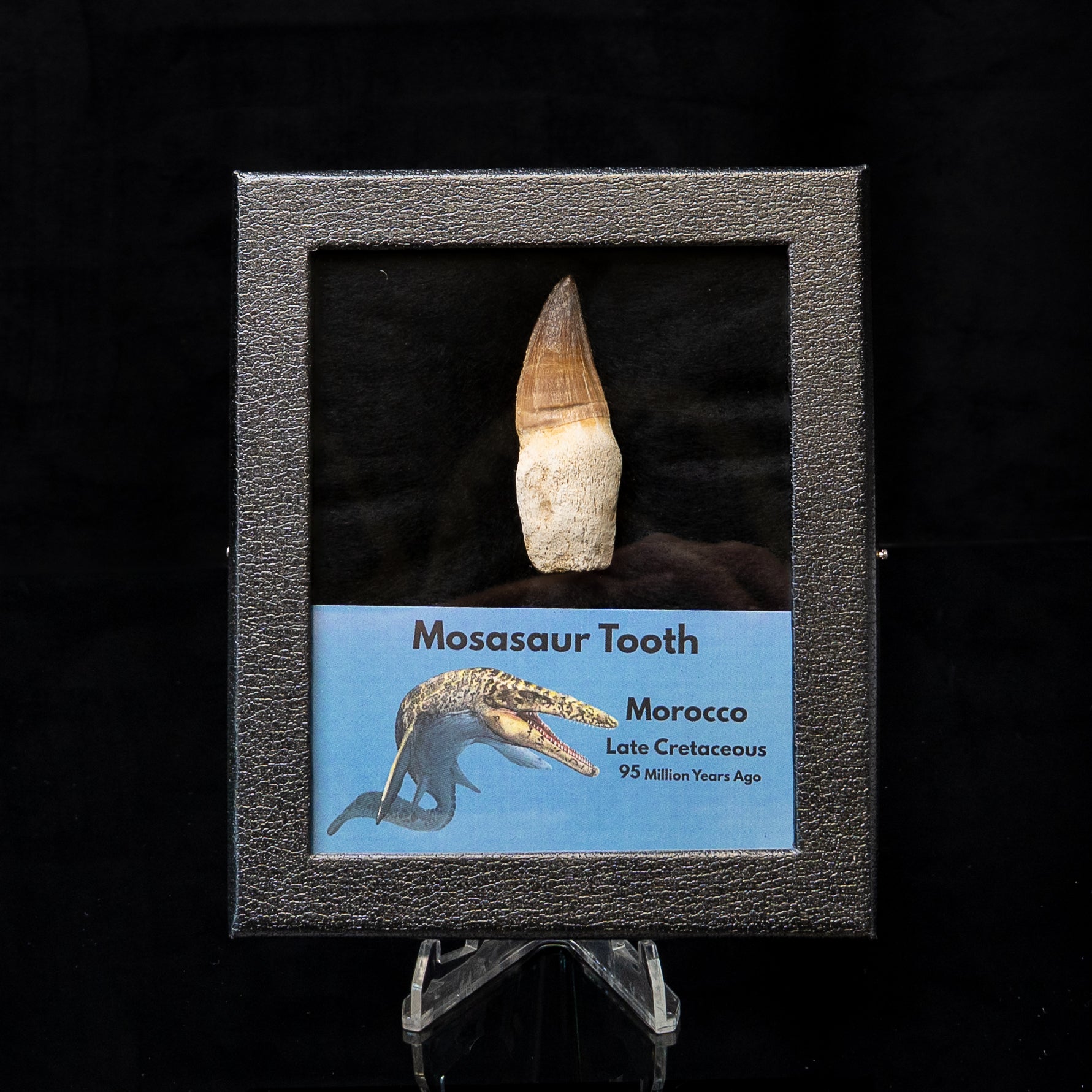 Rooted Mosasaurus Tooth