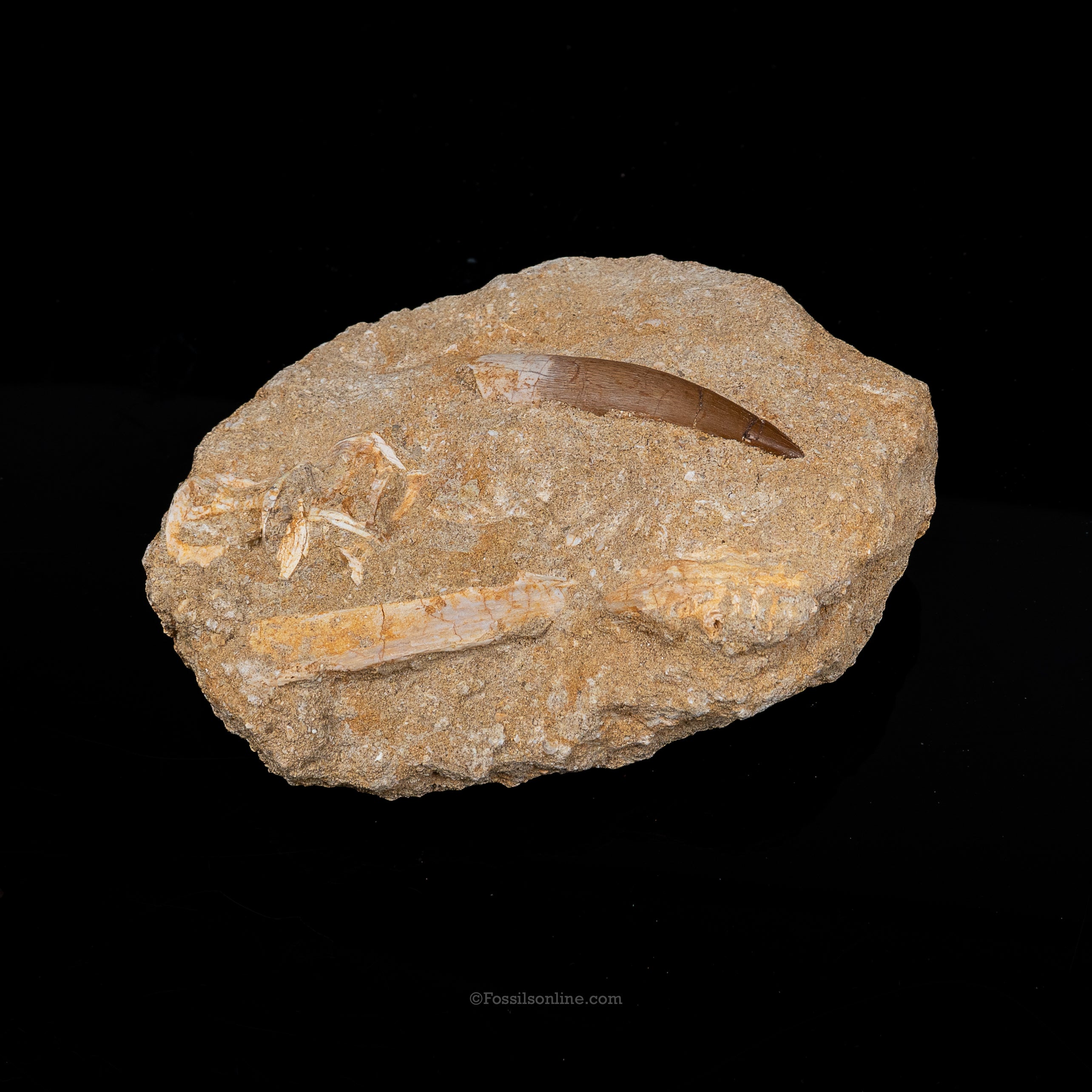 Plesiosaur Tooth & Shark Vertebrae in Matrix