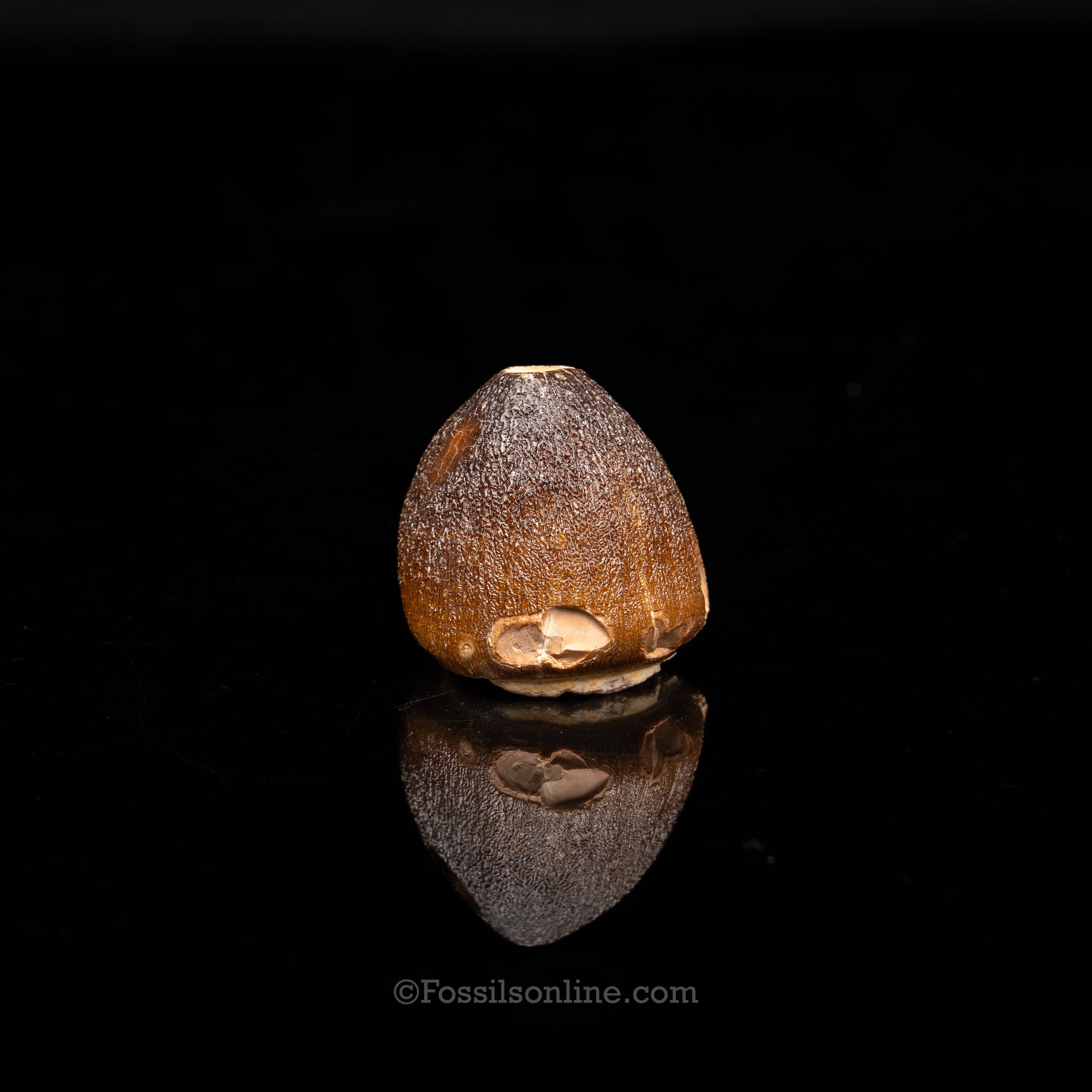 Globidens Tooth