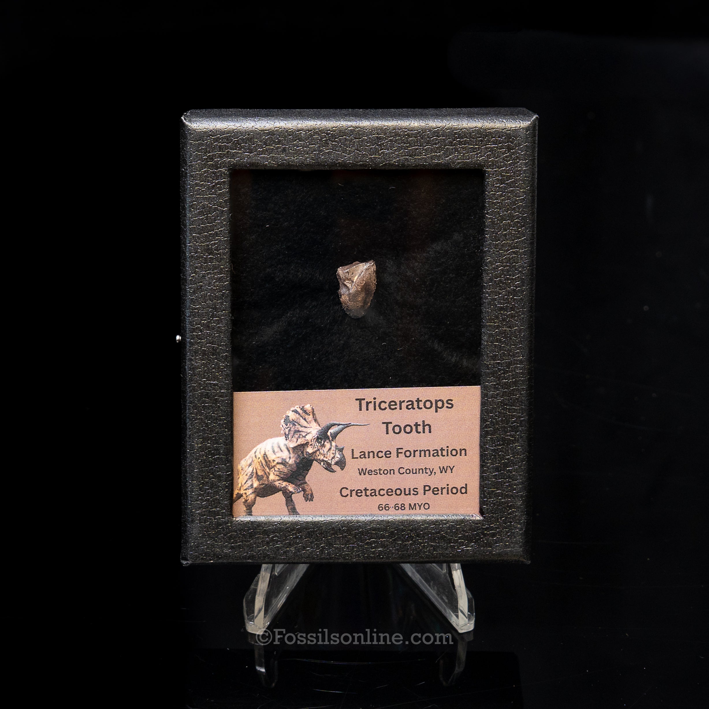 Triceratops Tooth Sm Case Lance FM