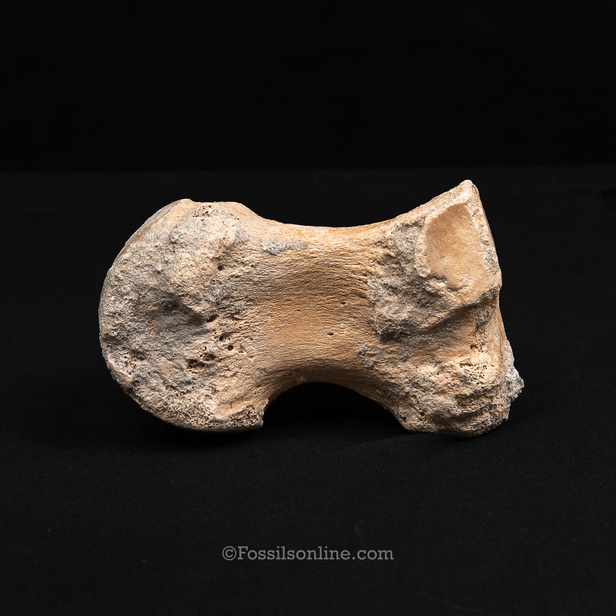 Pleistocene Columbian Mammoth Toe Bone FL