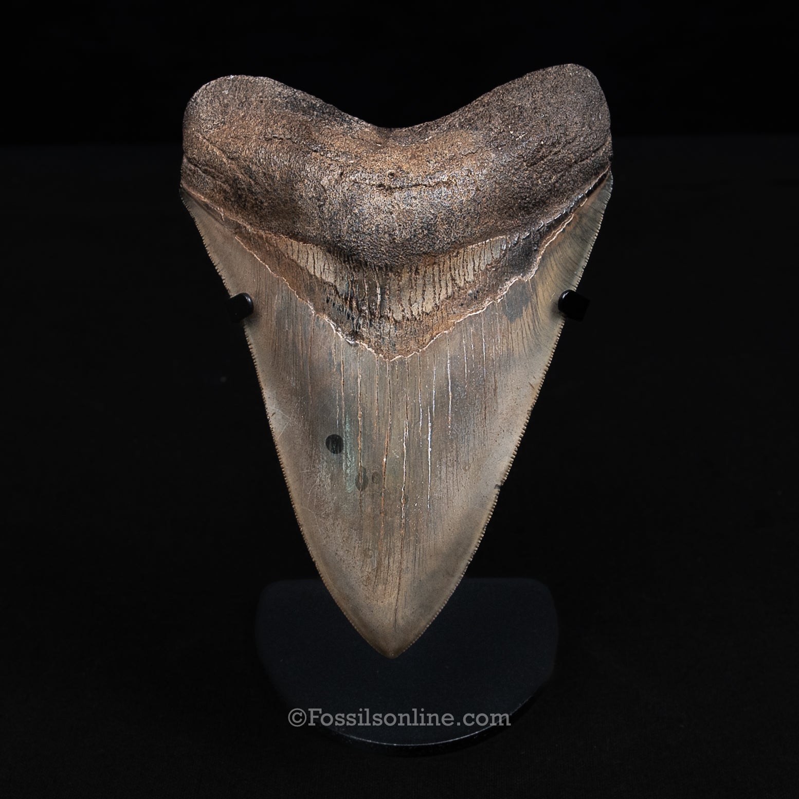 Genuine Prehistoric Fossil Tooth — Meg 5.56", St. Mary River, GA