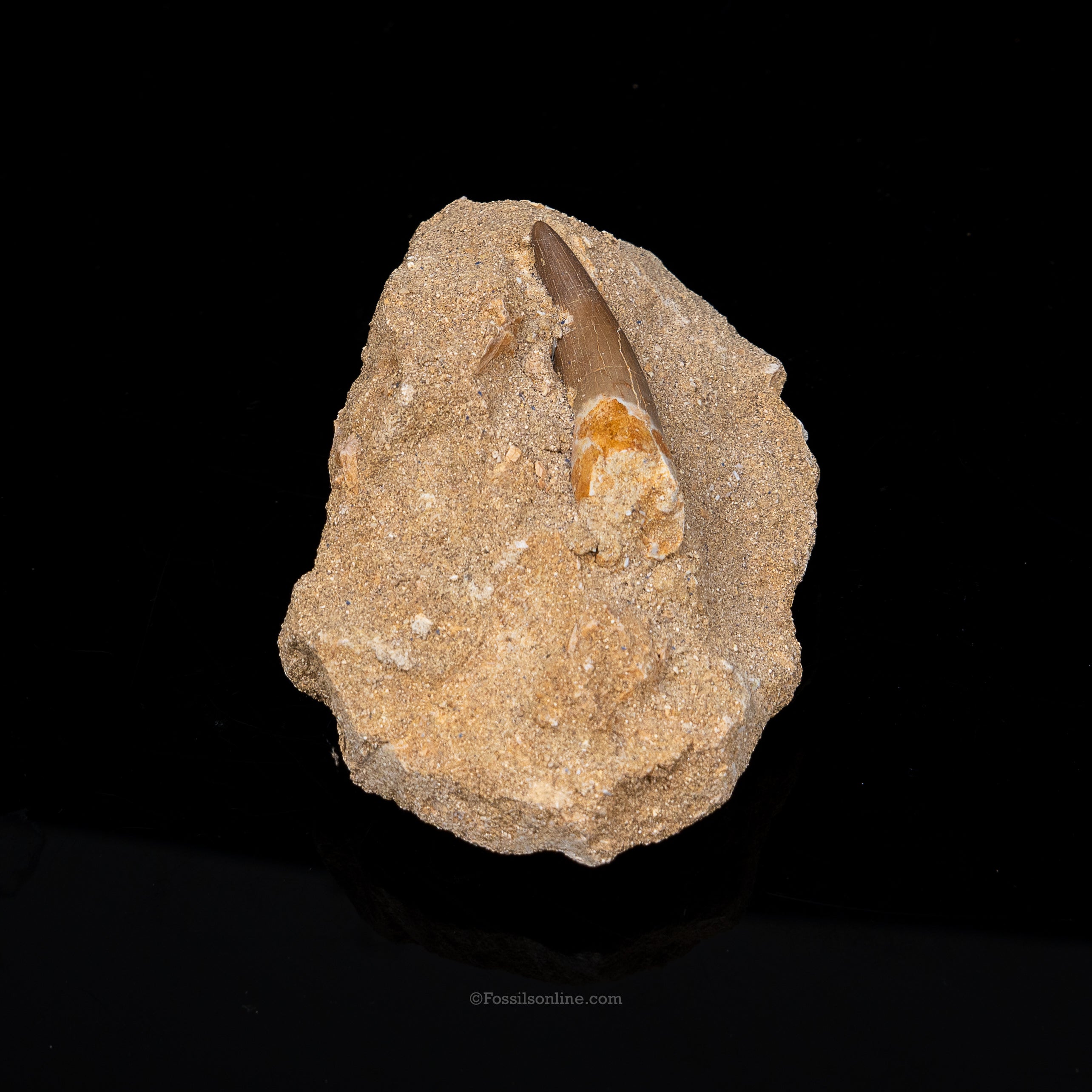 Plesiosaur Tooth in matrix