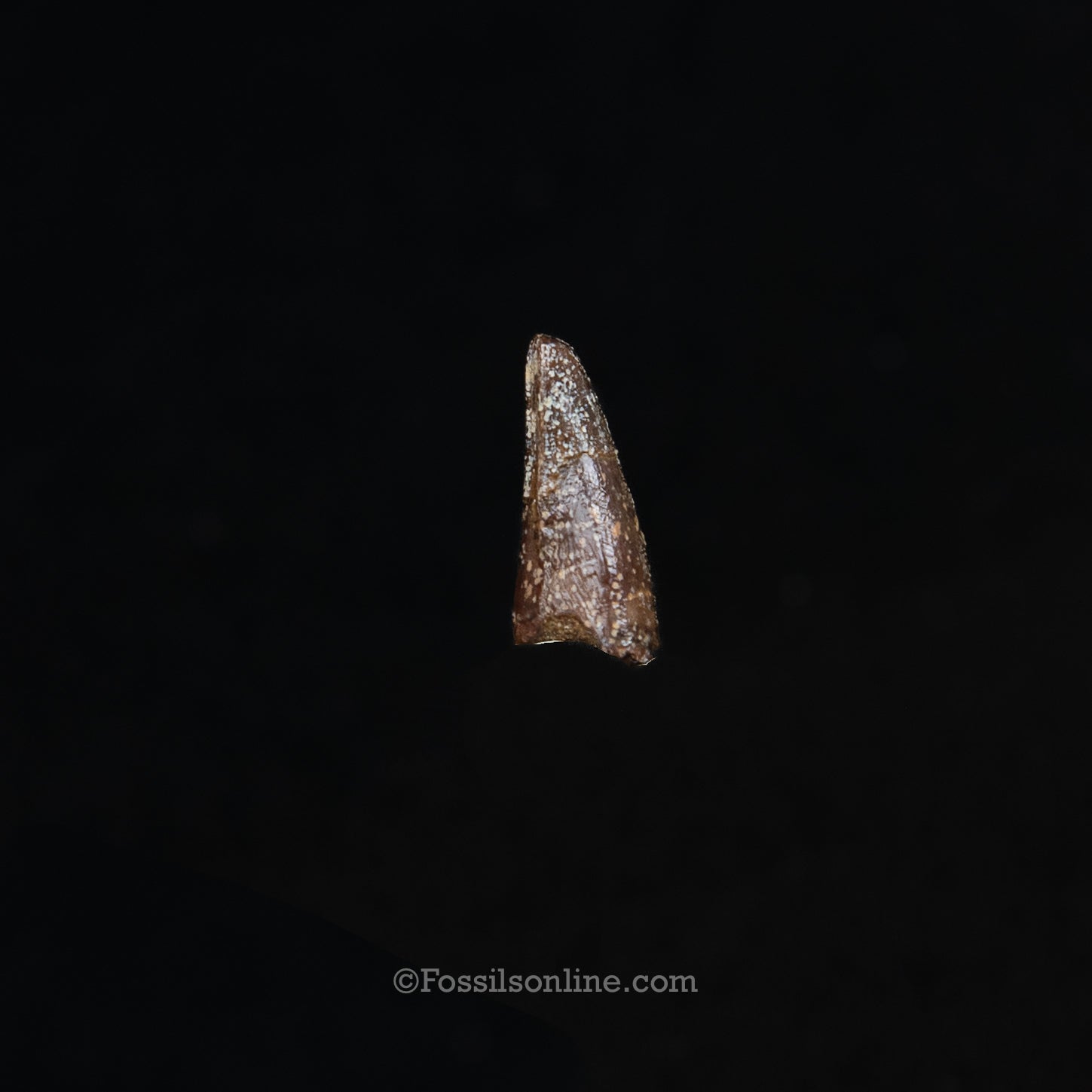 Authentic Nanotyrannus Premax tooth in a Case Lance Formation, Wyoming