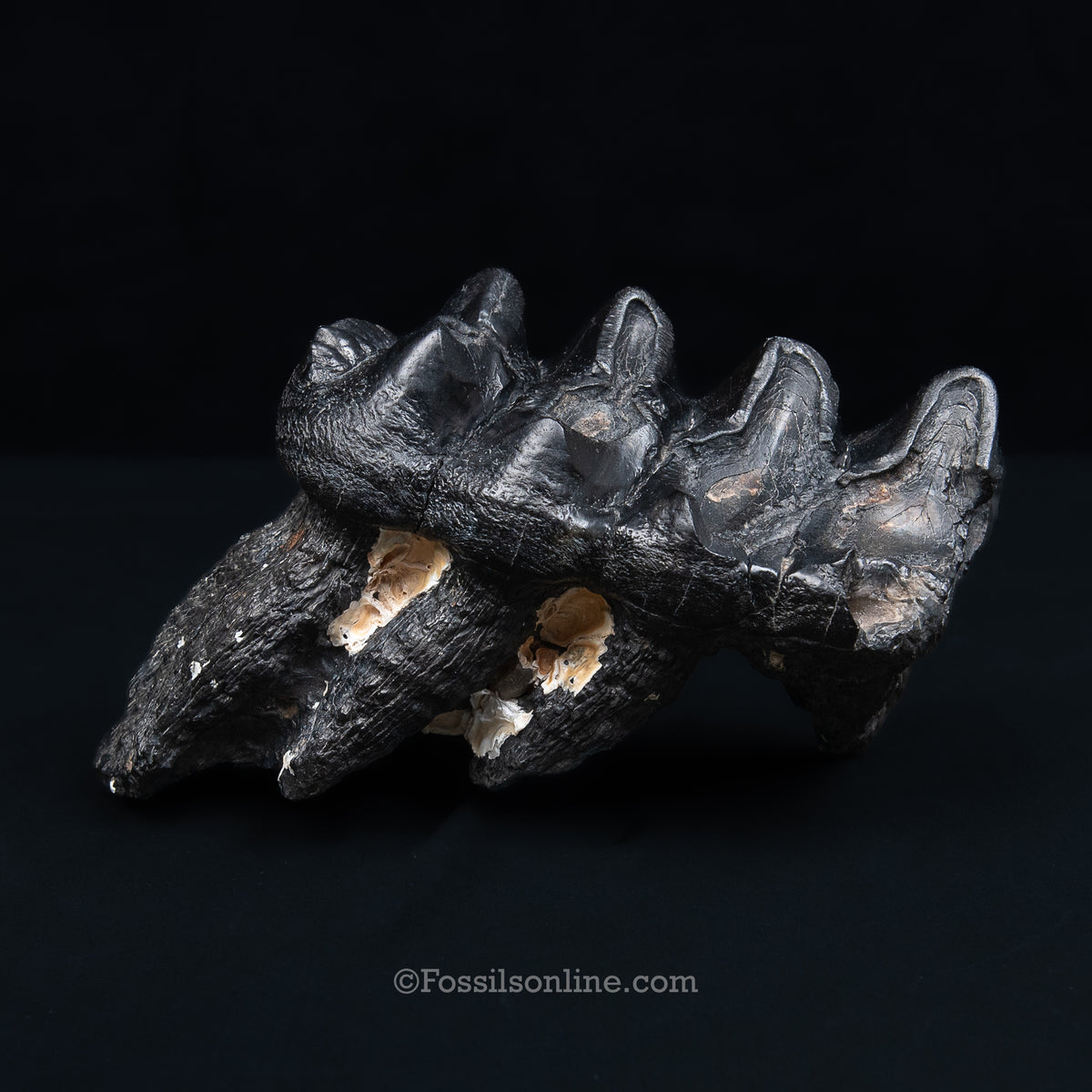 South Carolina Mastodon Tooth