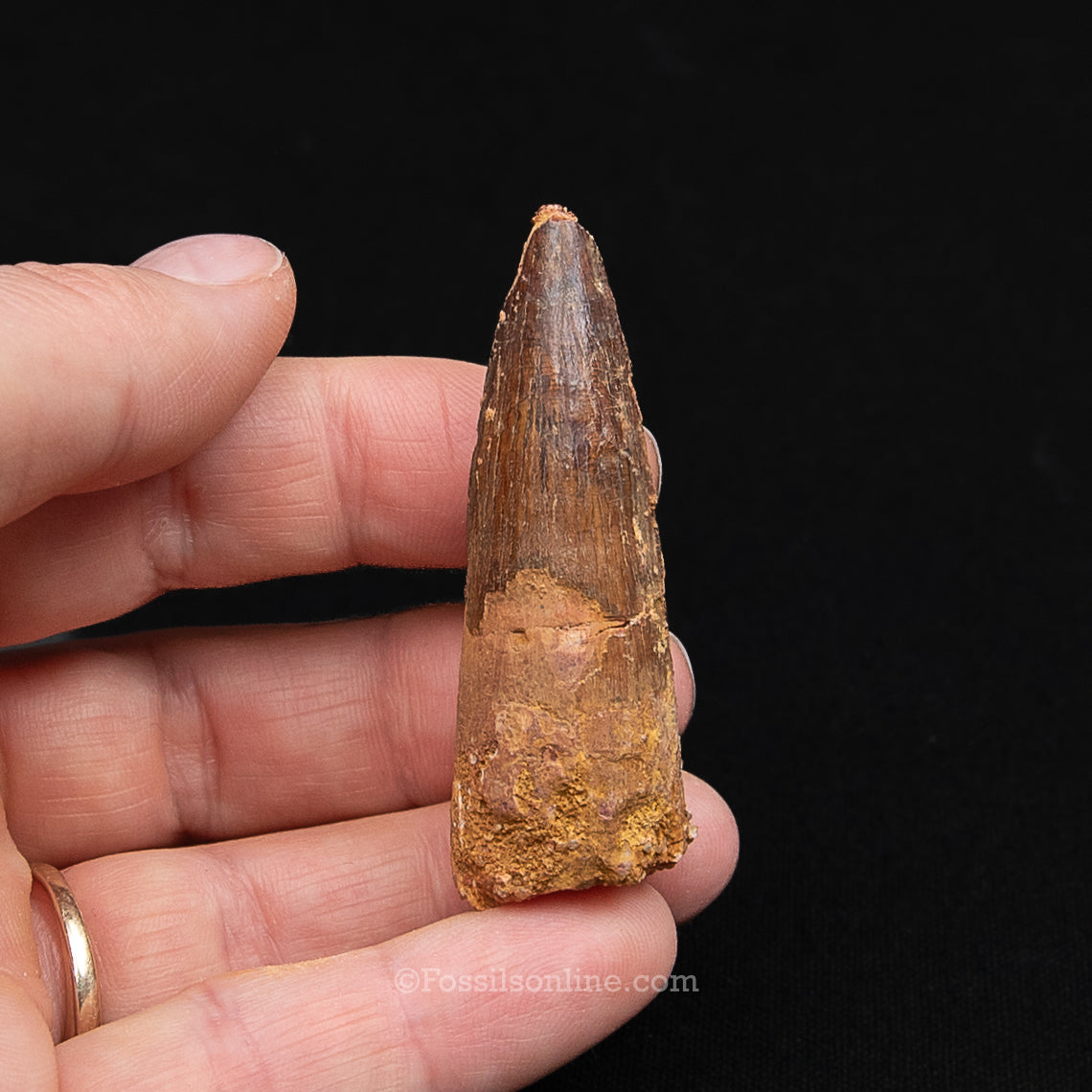Spinosaurus Dinosaur Tooth Med Case
