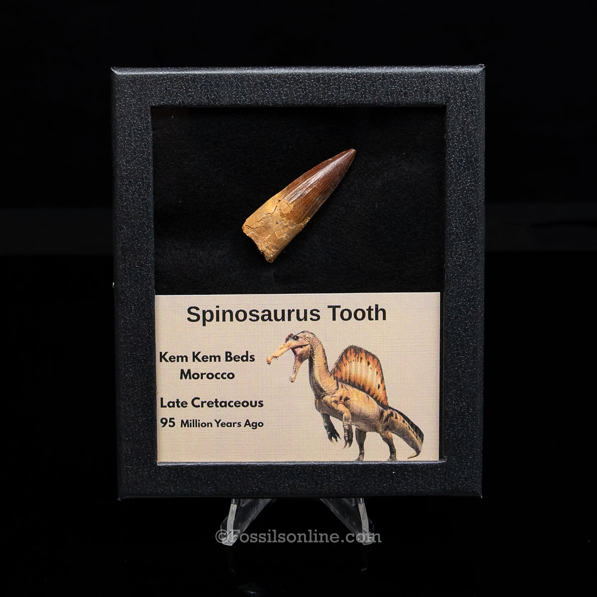 Spinosaurus Dinosaur Tooth Med Case
