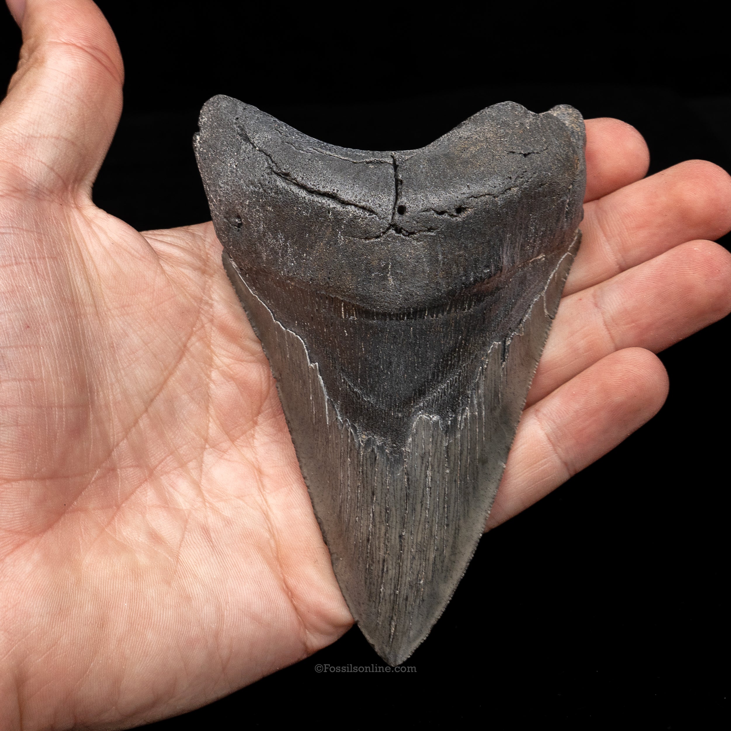 South Carolina Megalodon 4.45"