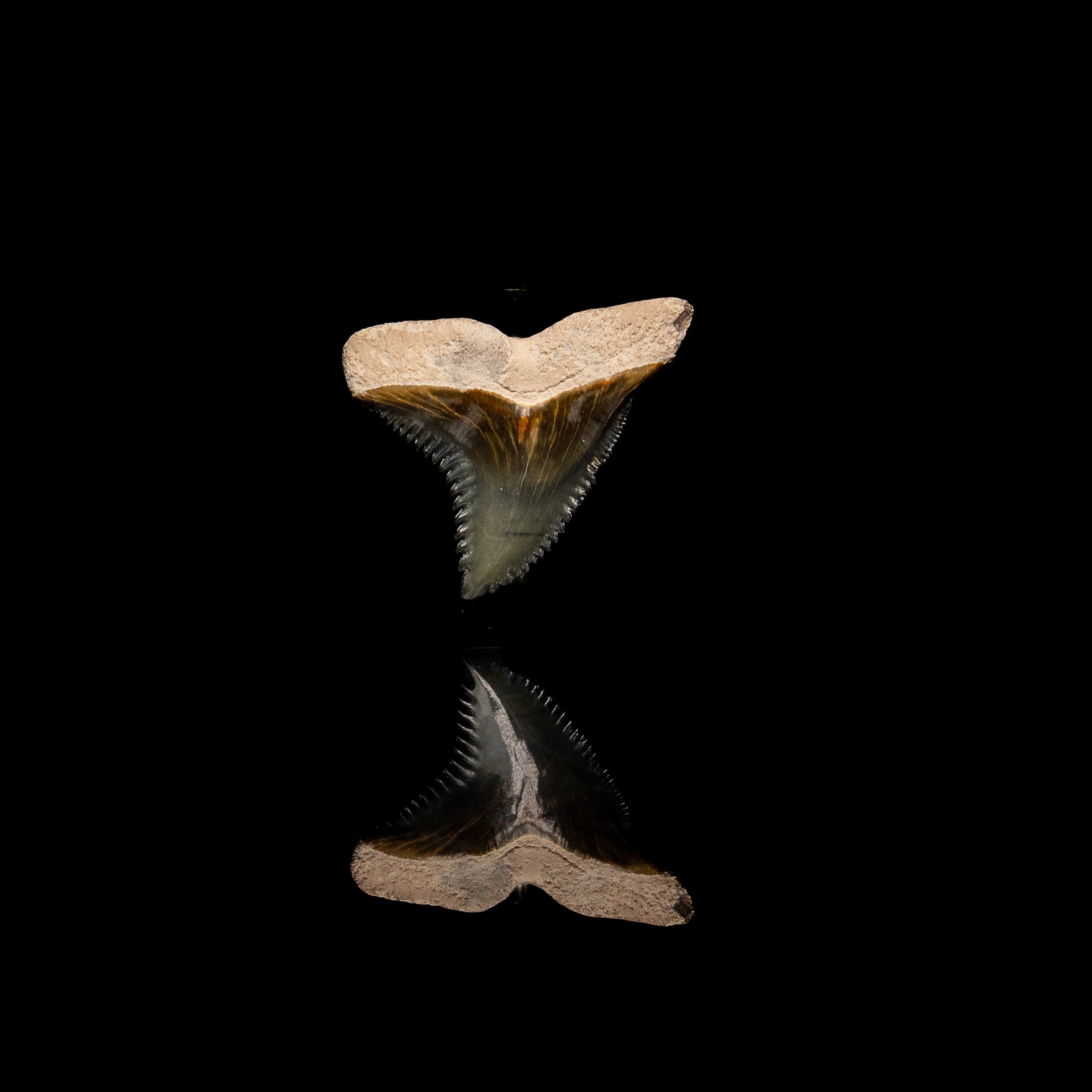 Pristine Bone Valley Hemipristis 1.31"