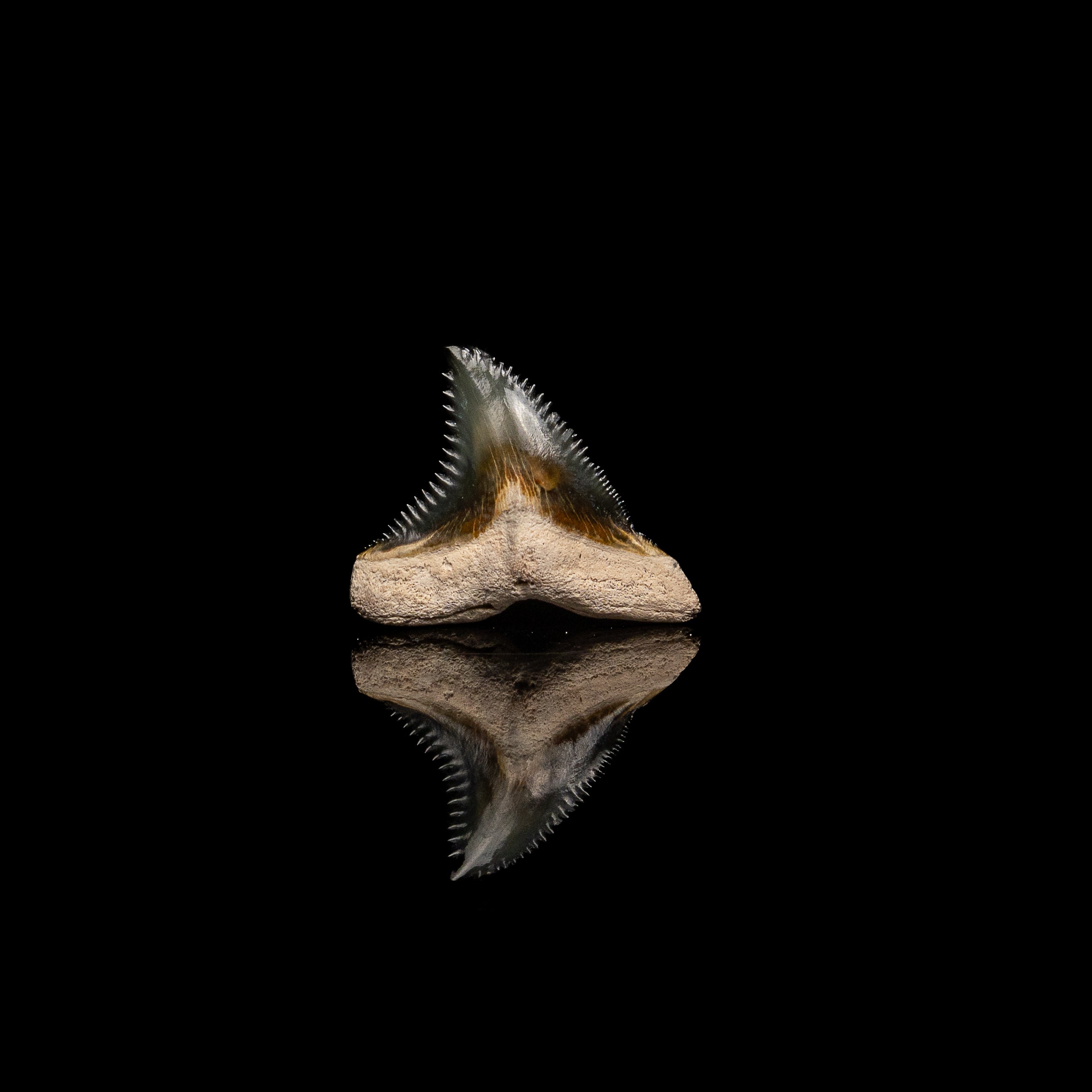 Pristine Bone Valley Hemipristis 1.31"