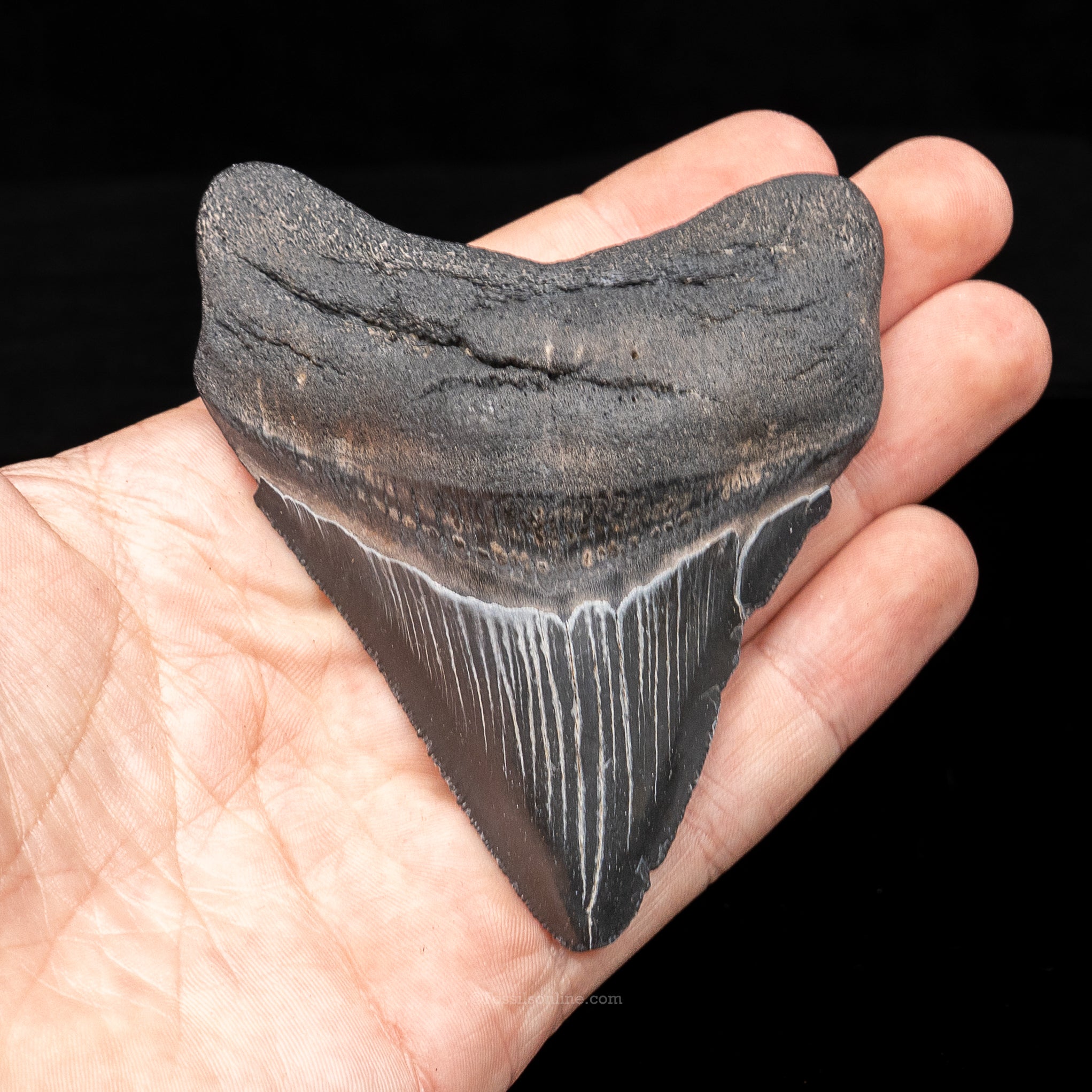 South Carolina Megalodon 3.74"